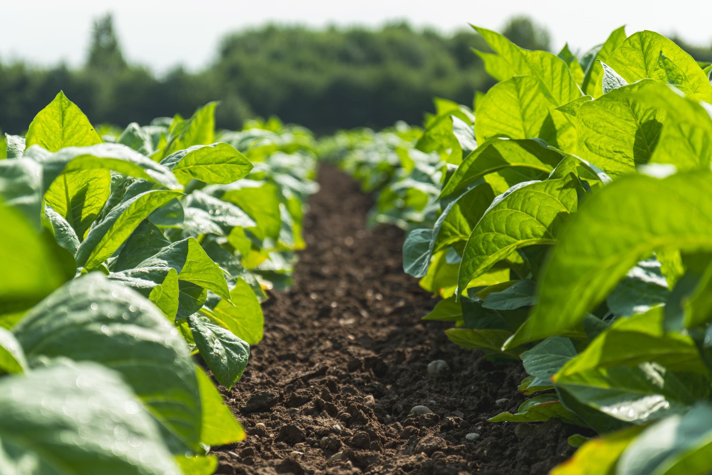 Rangs de tabac en pleine végétation