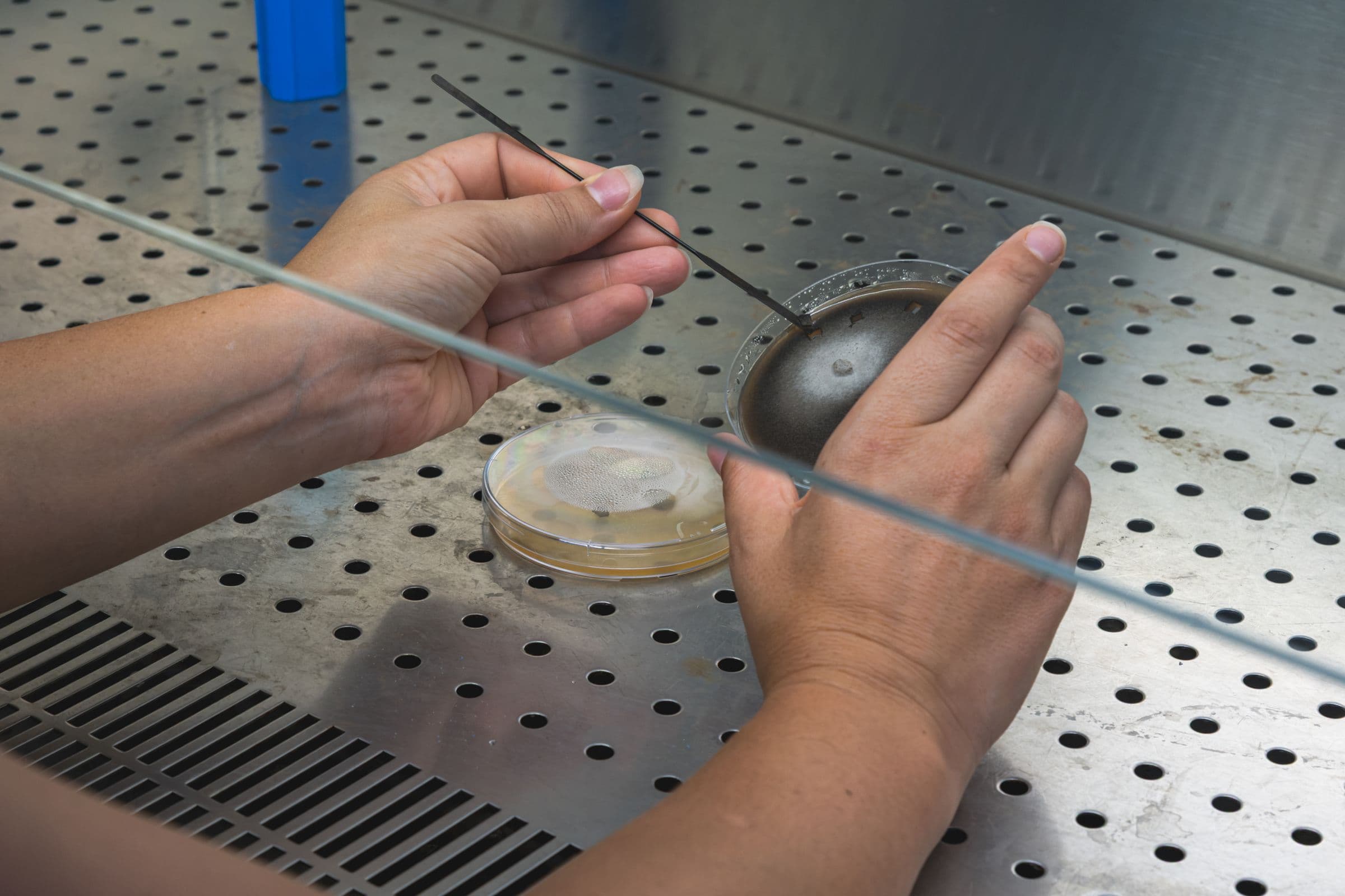 Ensemencement d’une boîte de Pétri sous hotte, évaluation pathologique