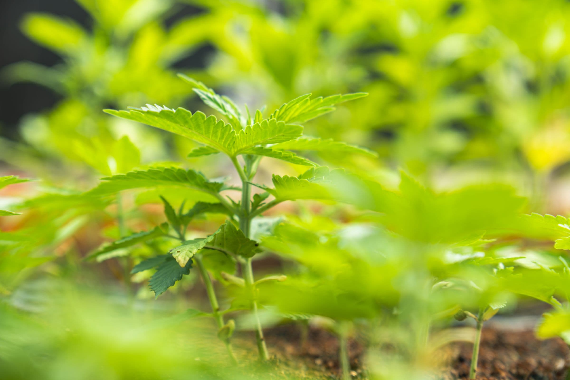 Jeunes plants de chanvre en pleine reprise