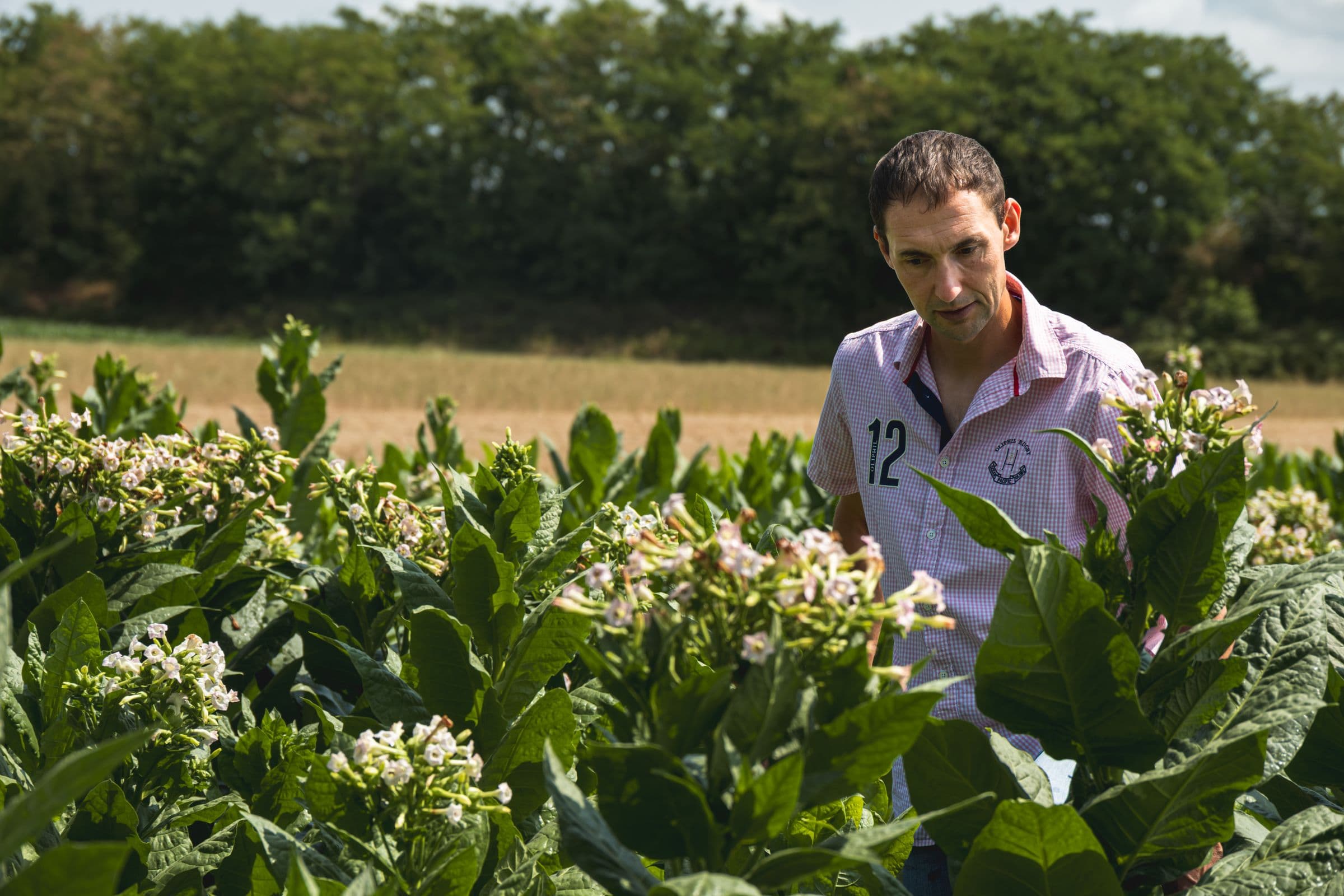 Technicien parmi des plants de tabac en fleur, en parcelle de sélection