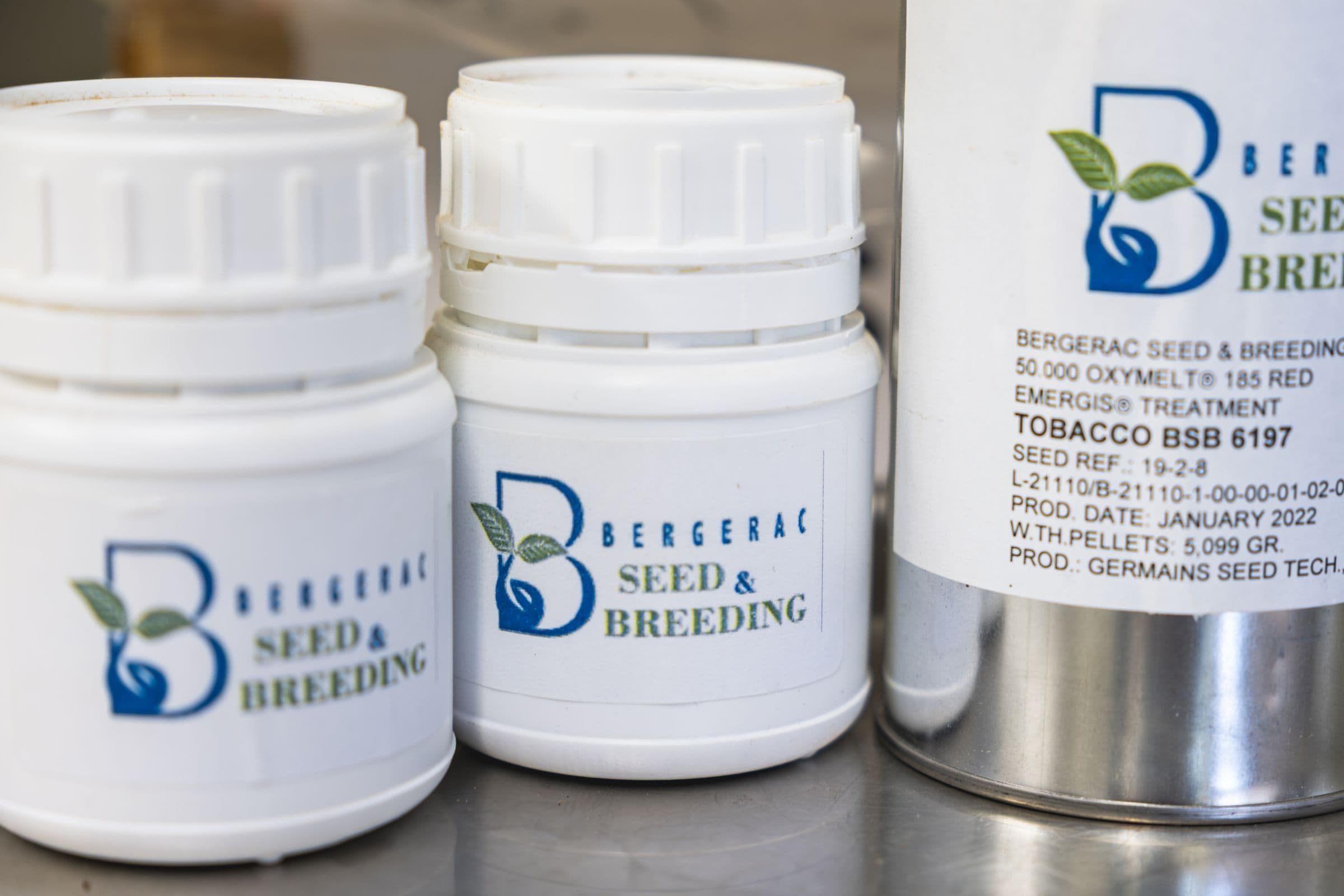 Pots de semences de tabac étiquetés par lot et par traitement