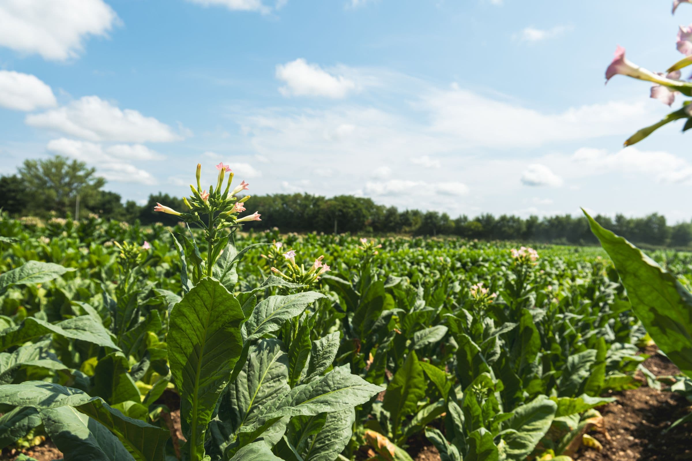 Parcelles de tabac dans le paysage du Bergeracois
