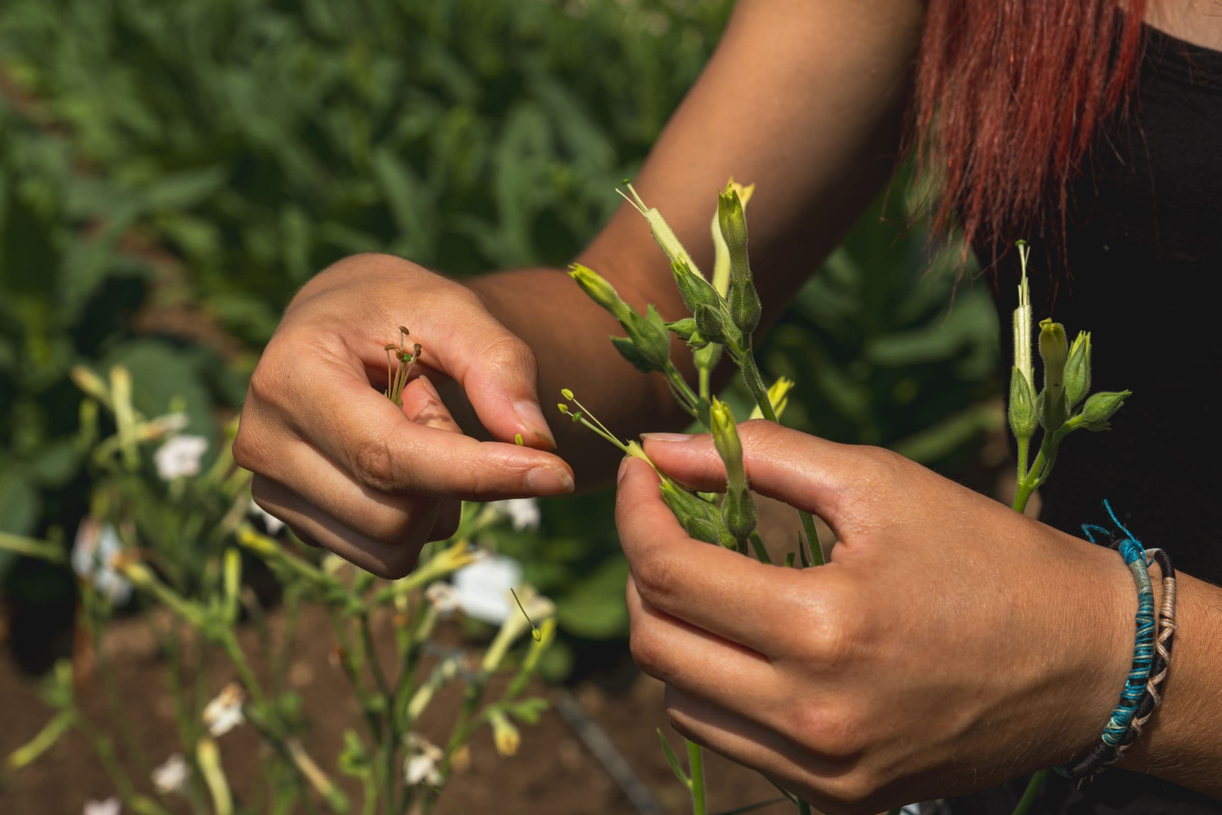 Pollinisation manuelle sur inflorescence de tabac