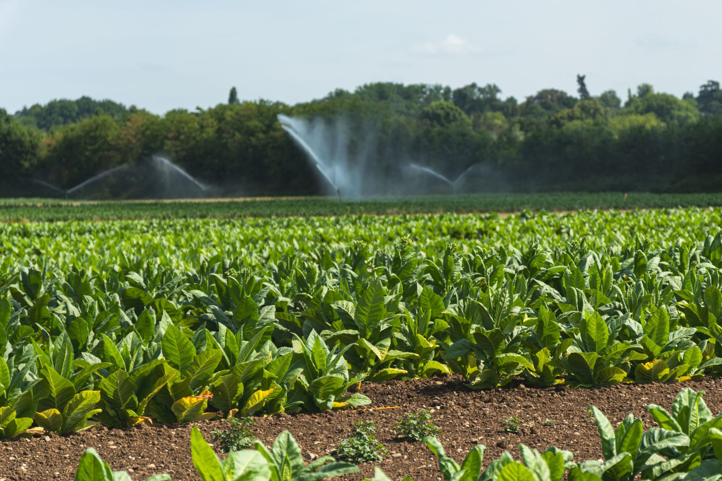 Parcelle de multiplication sous irrigation par aspersion