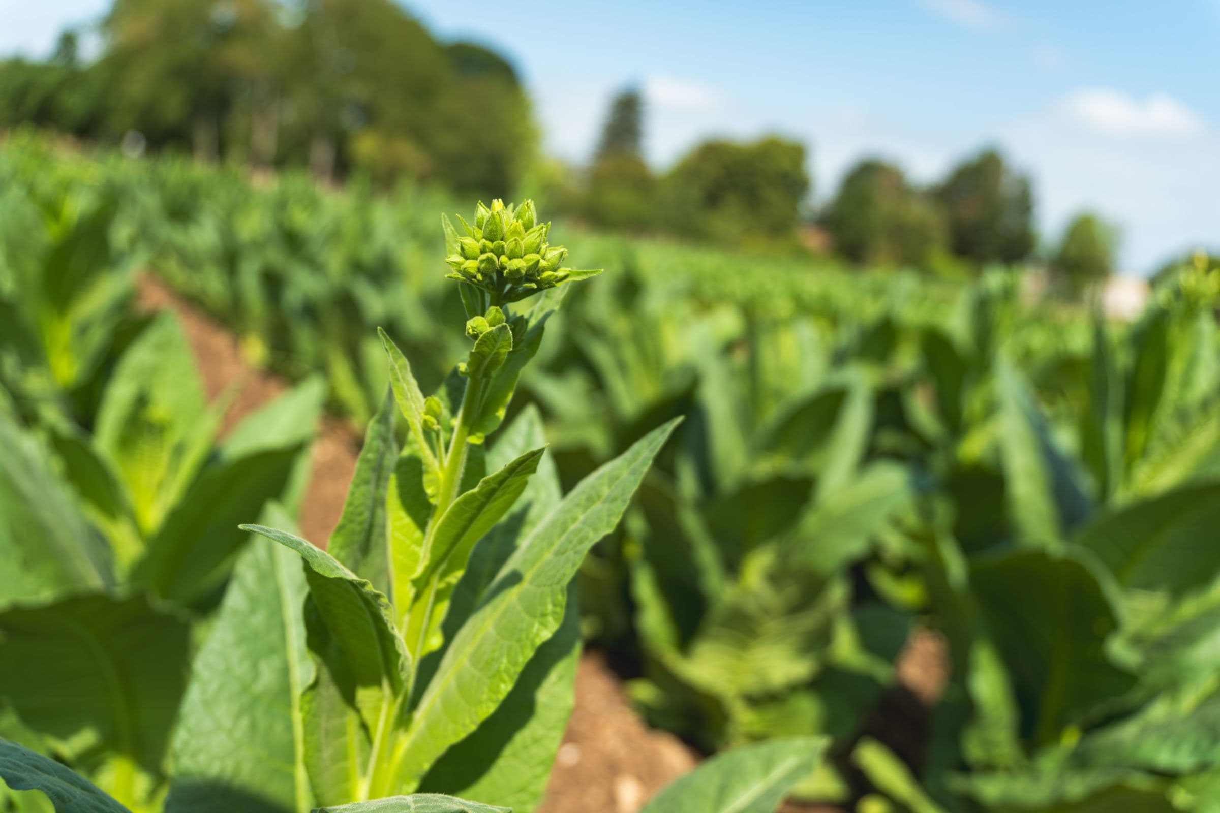 Plant de tabac au port érigé, bouton floral formé