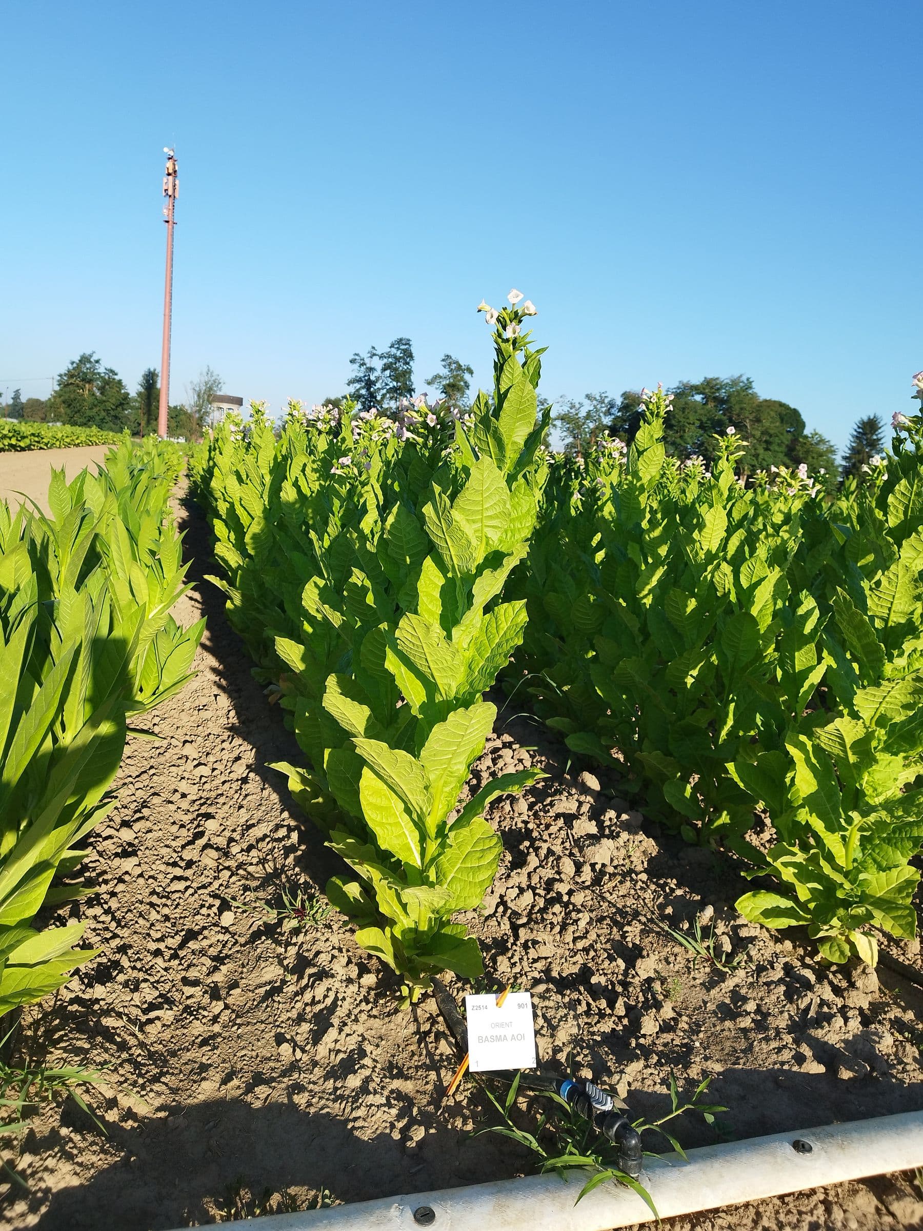 Plant de tabac de la variété Basma