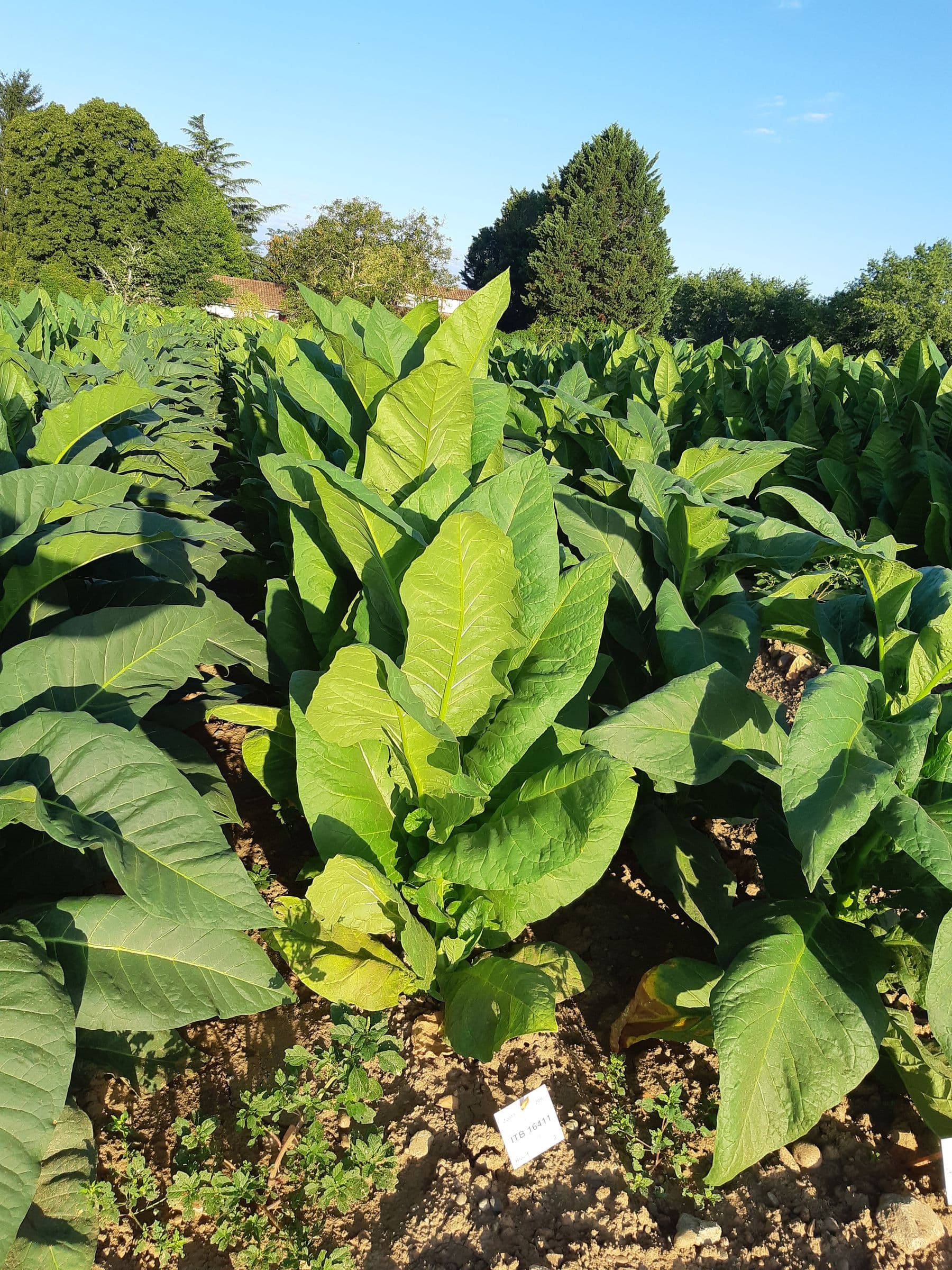 Plant de tabac de la variété BSB 16411