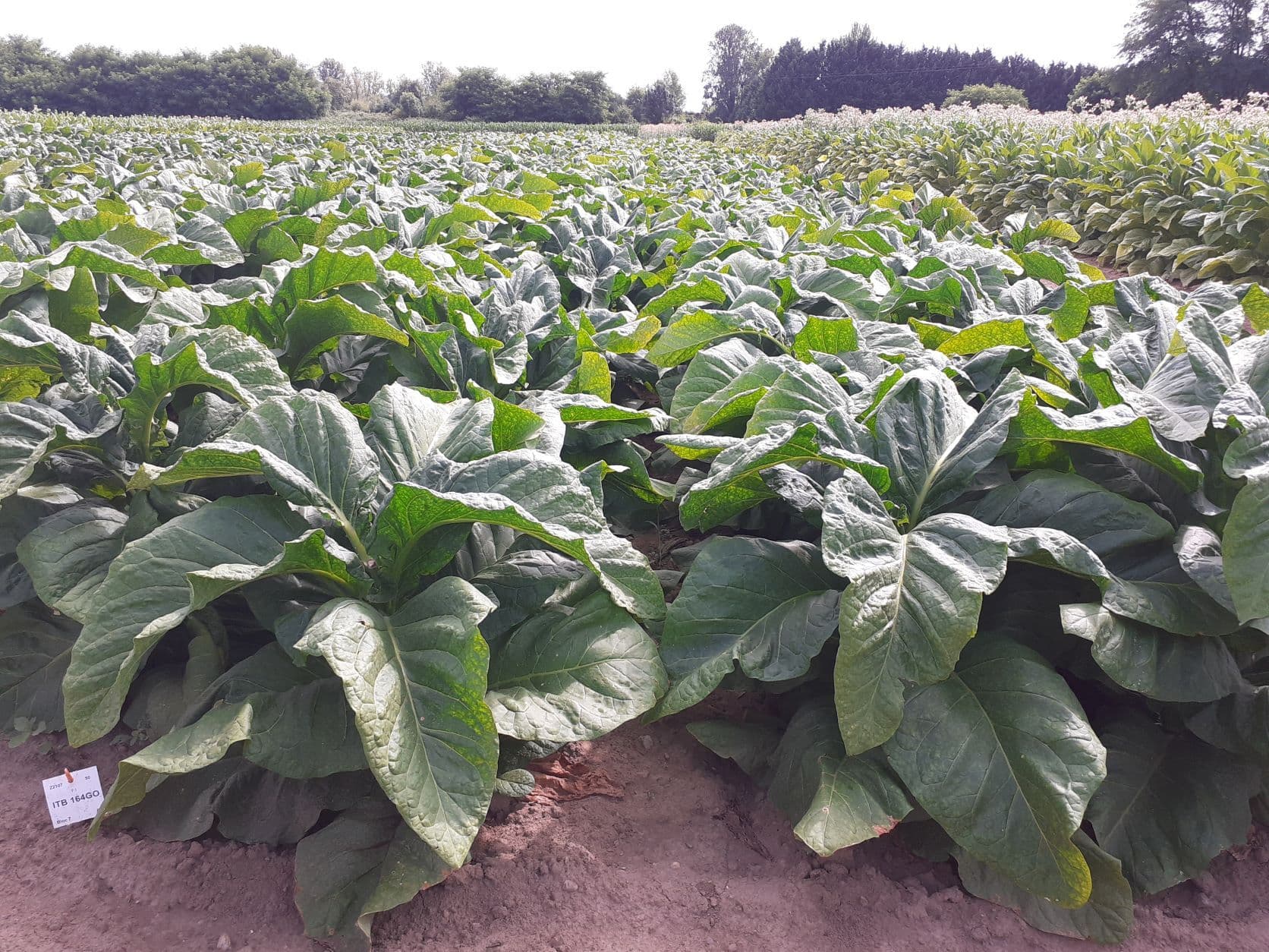 Plant de tabac de la variété BSB 164GO