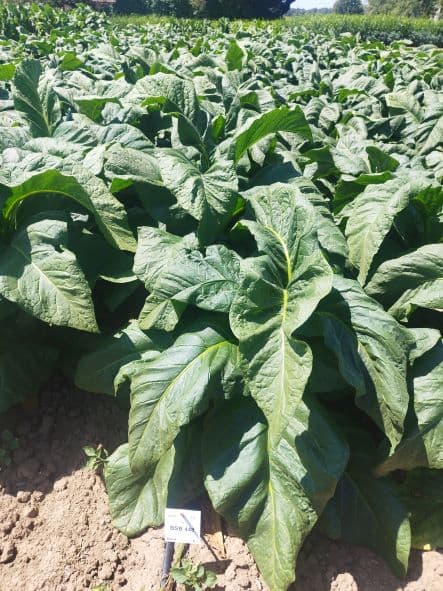 Plant de tabac de la variété BSB 448