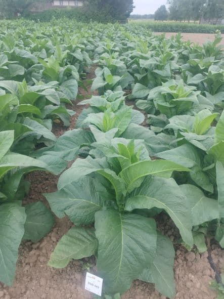 Plant de tabac de la variété BSB 449