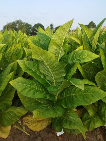 Plant de tabac de la variété BSB 5126