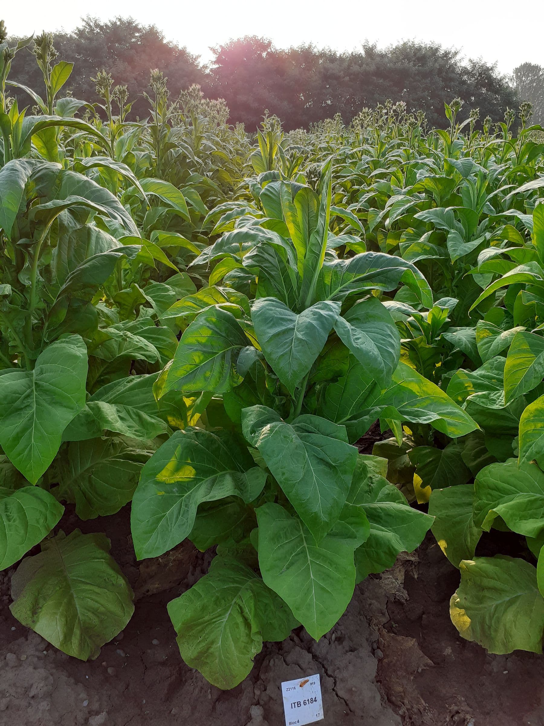 Plant de tabac de la variété BSB 6184