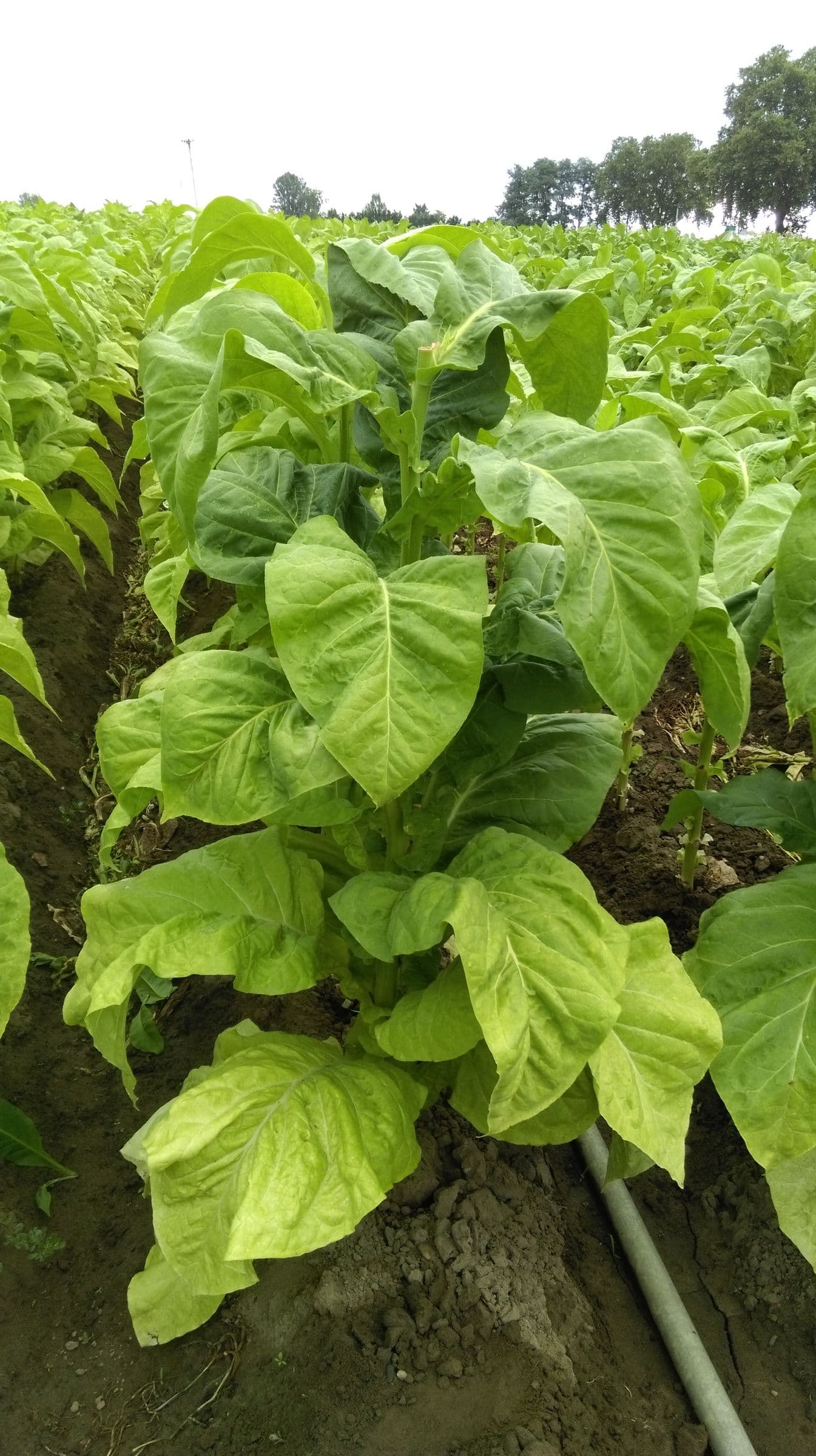 Plant de tabac de la variété BSB 6188