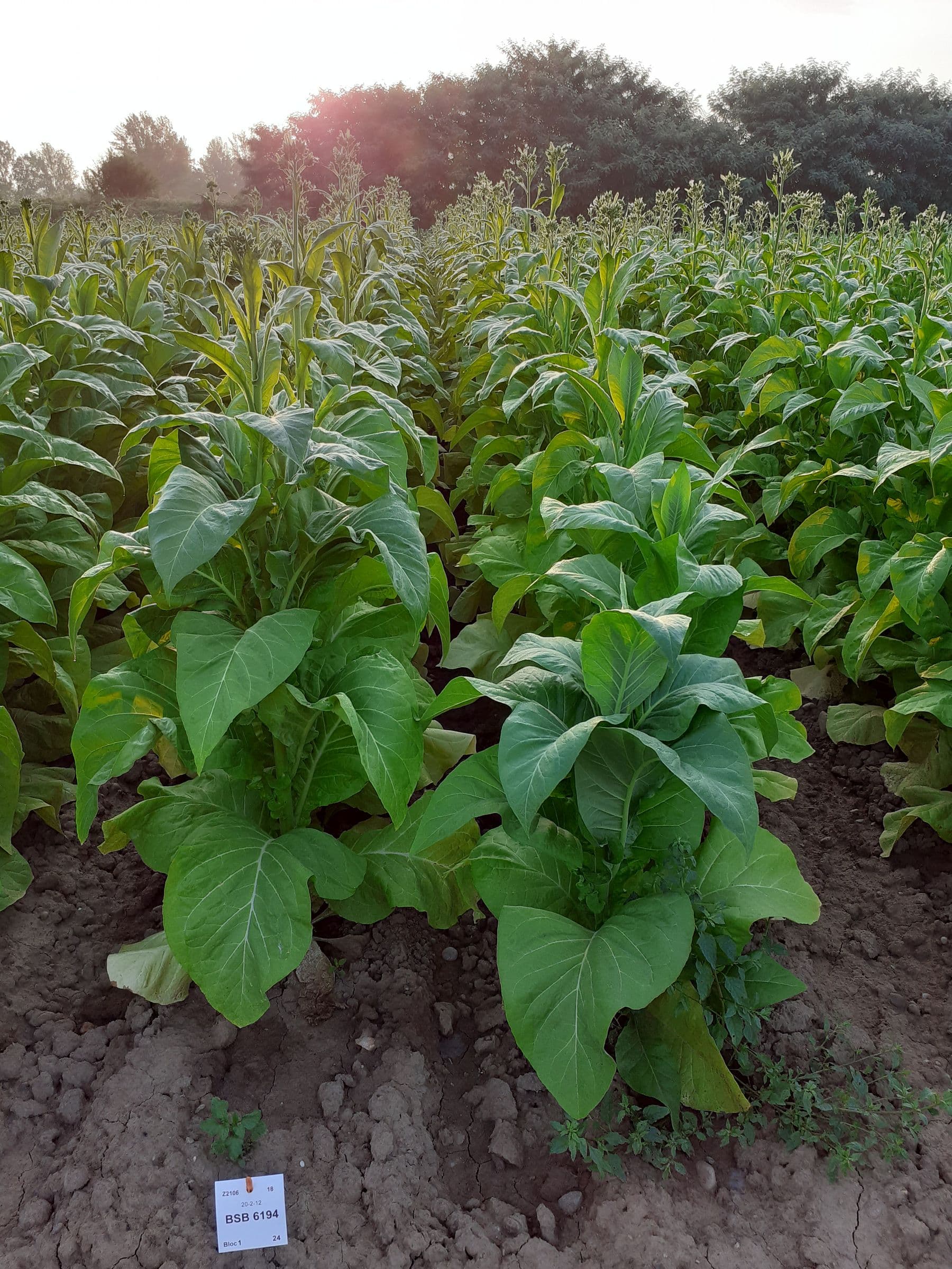 Plant de tabac de la variété BSB 6194