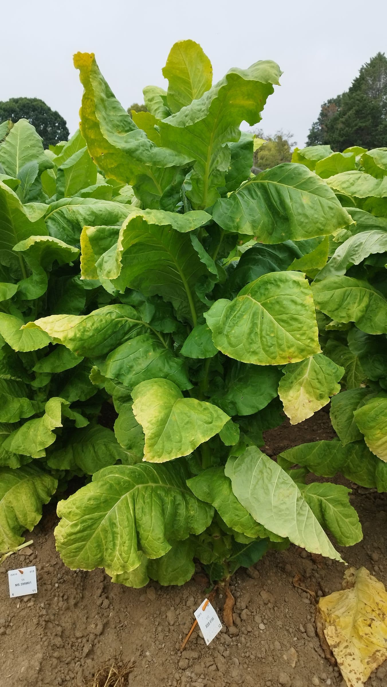 Plant de tabac de la variété BSB 6195