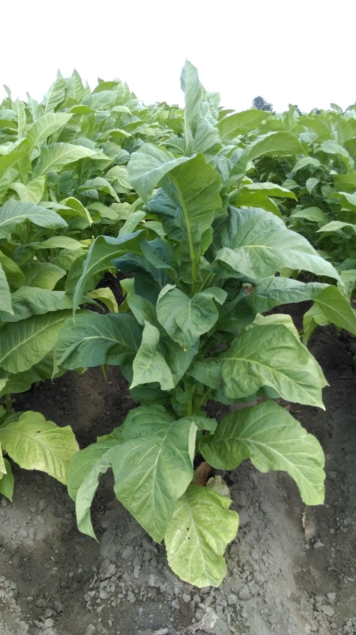 Plant de tabac de la variété BSB 6197