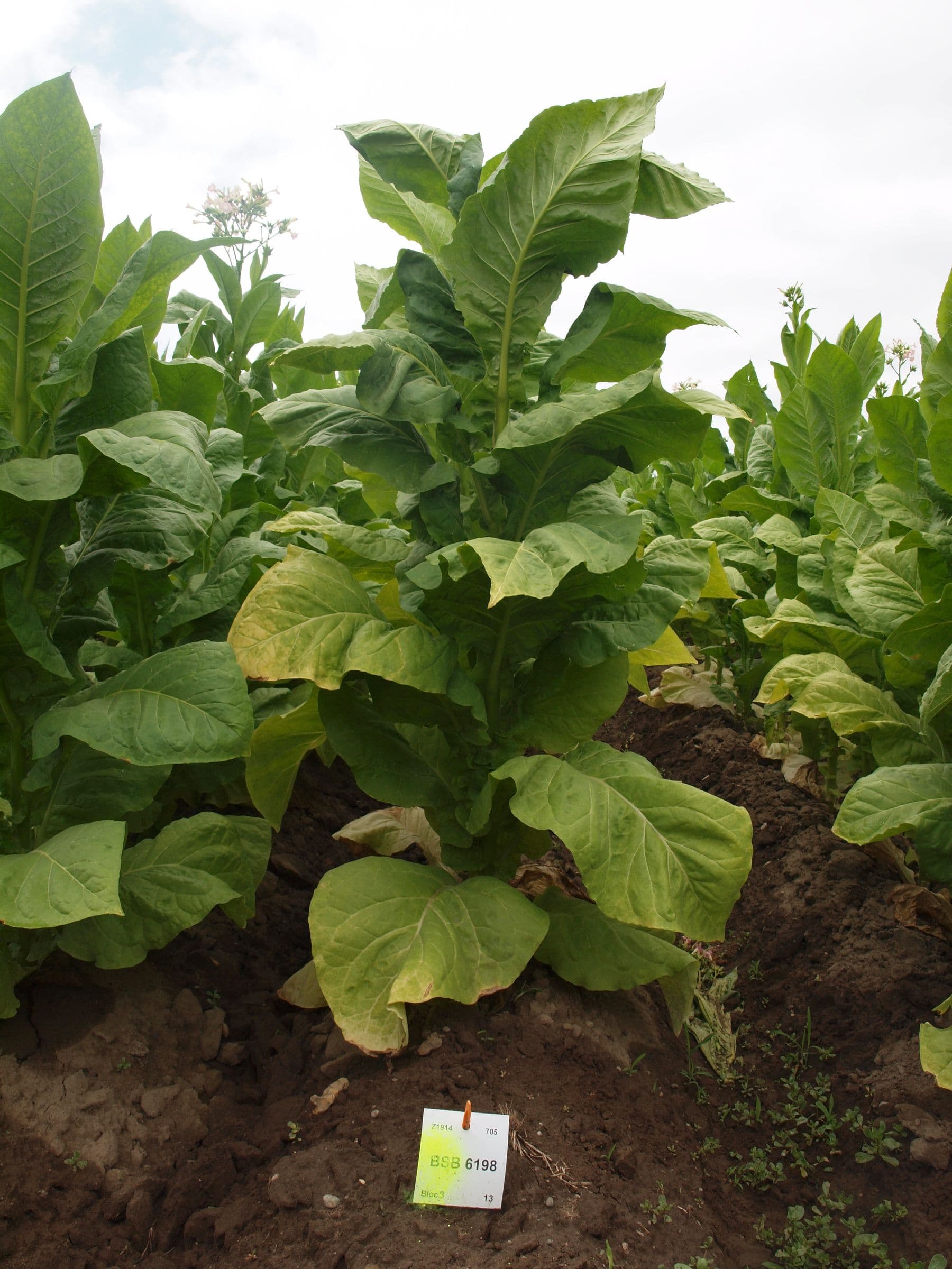 Plant de tabac de la variété BSB 6198