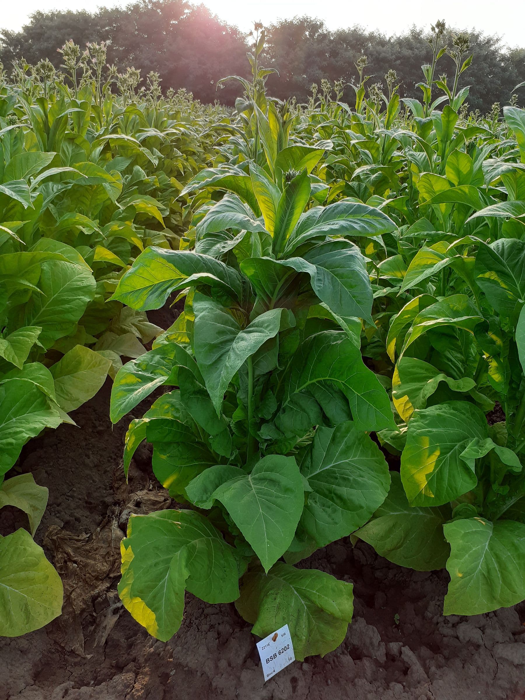 Plant de tabac de la variété BSB 6202