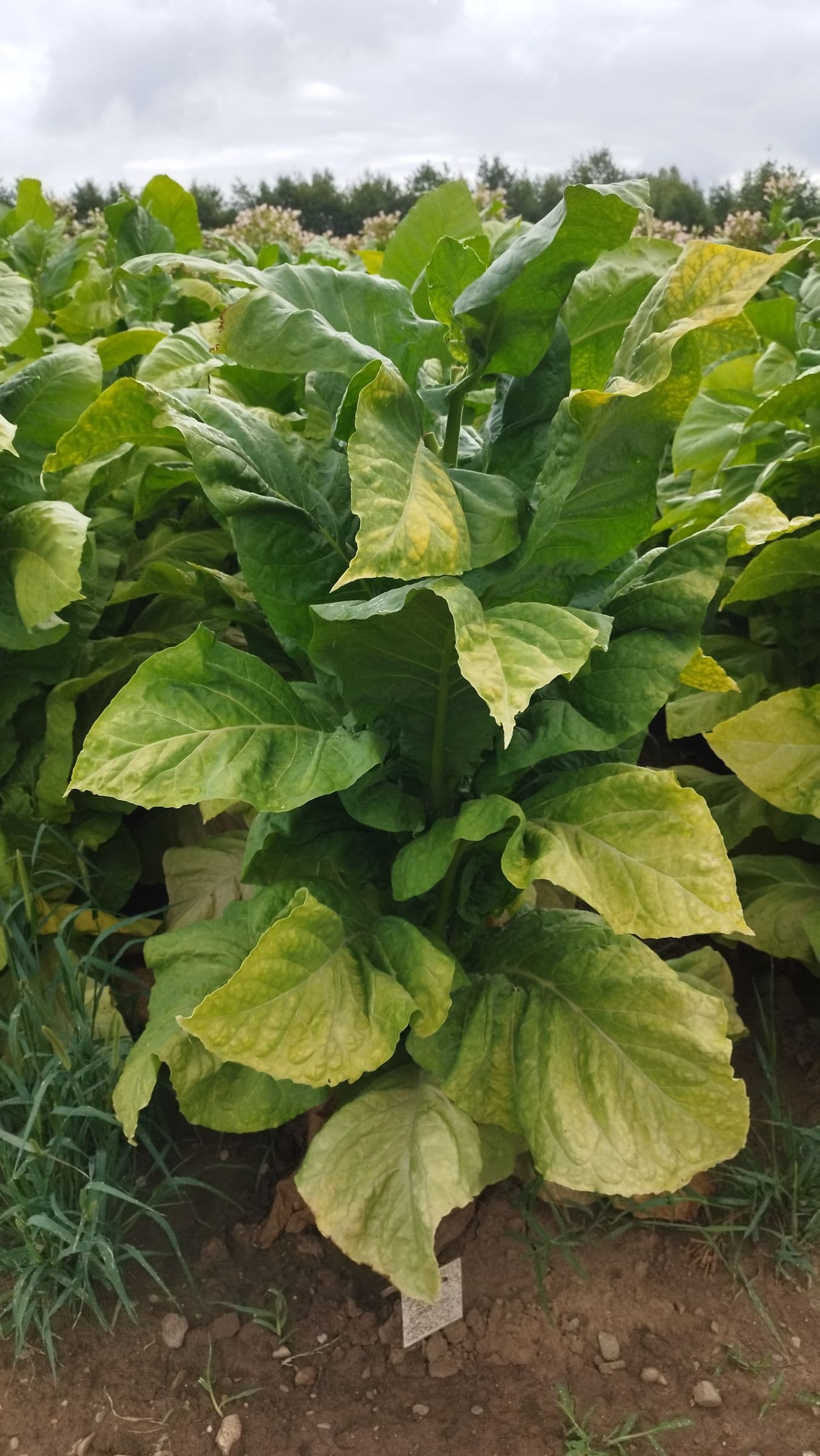 Plant de tabac de la variété BSB 6209