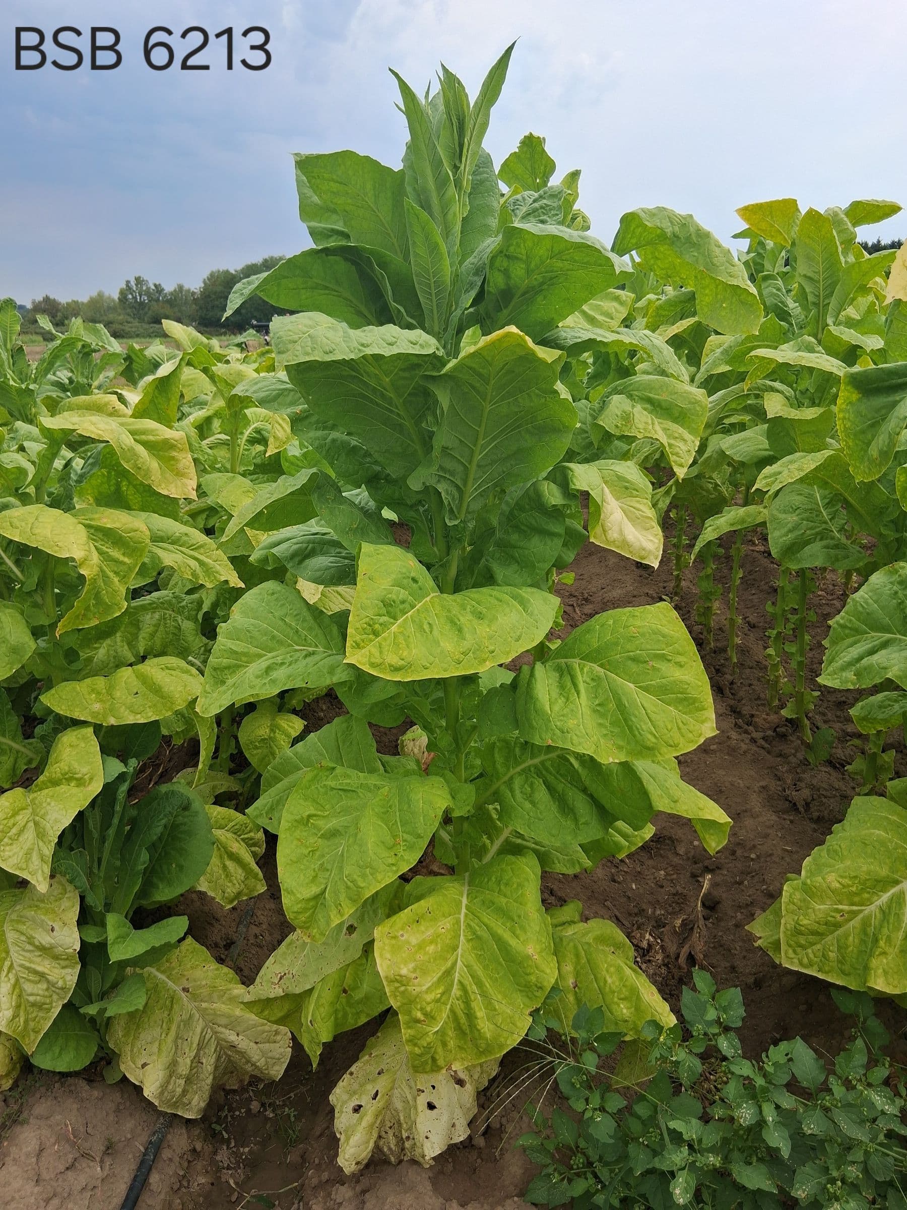 Plant de tabac de la variété BSB 6213
