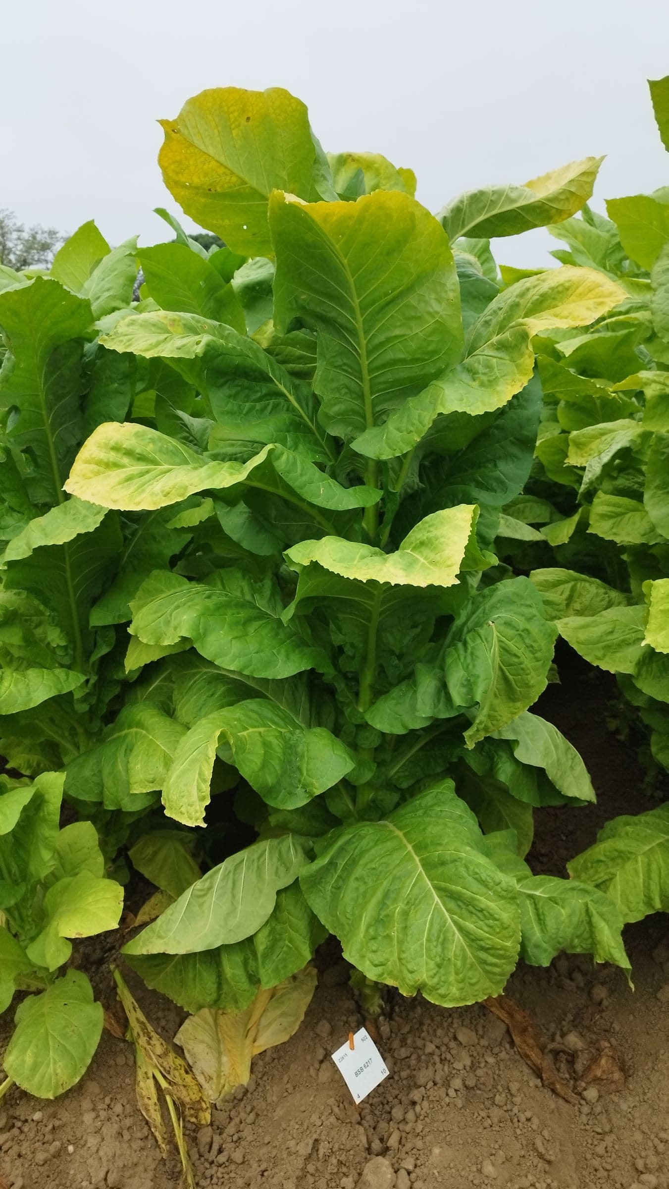 Plant de tabac de la variété BSB 6217