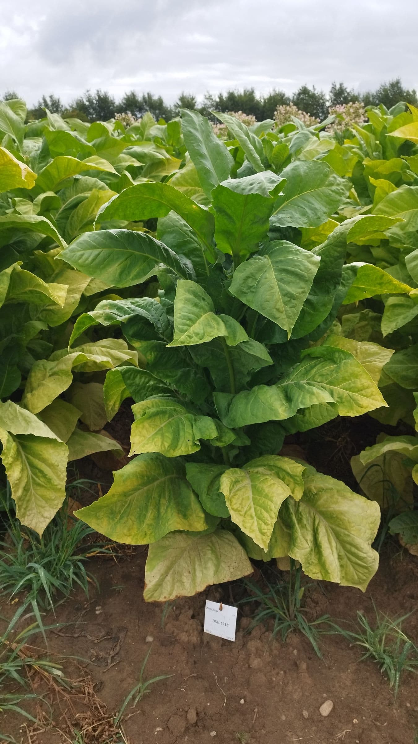 Plant de tabac de la variété BSB 6218