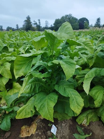 Plant de tabac de la variété BSB 6219