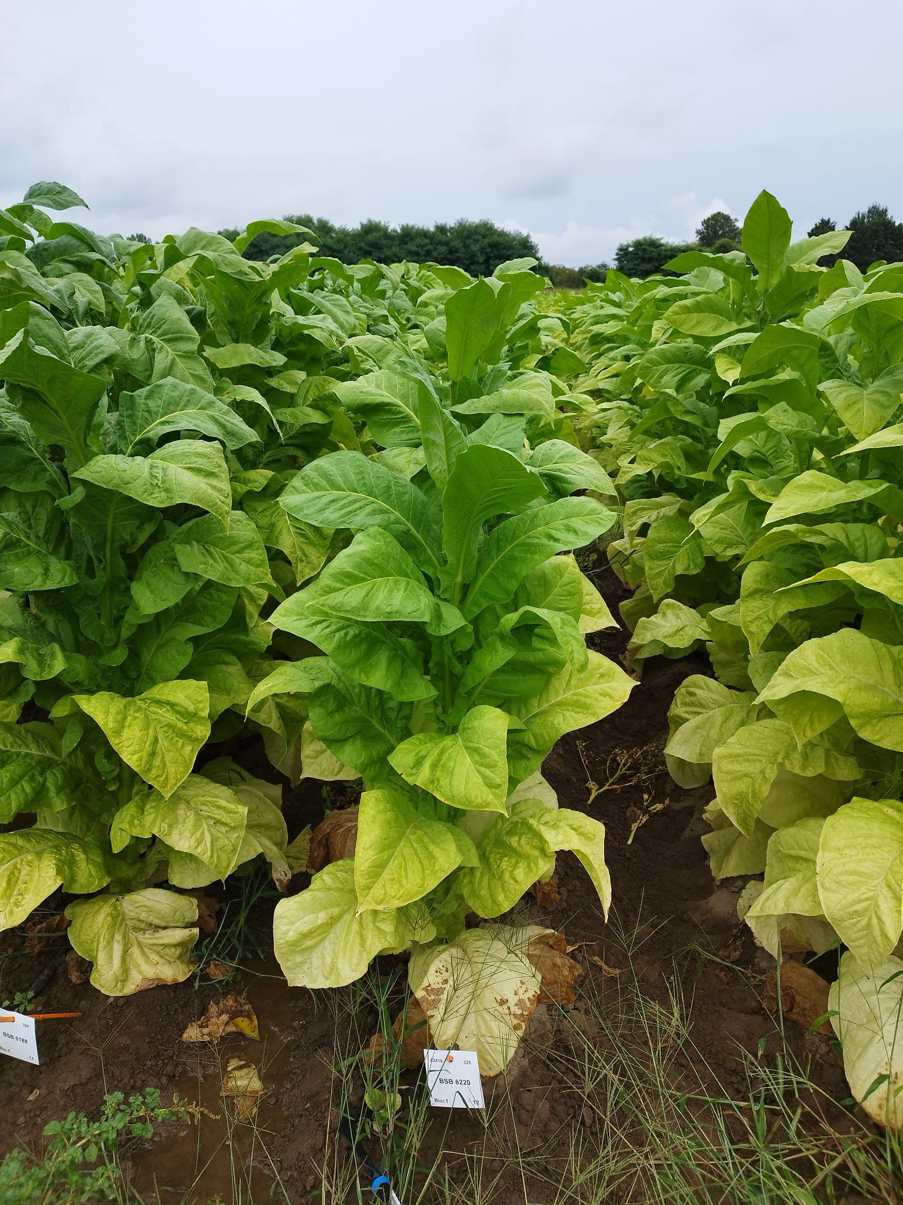 Plant de tabac de la variété BSB 6220