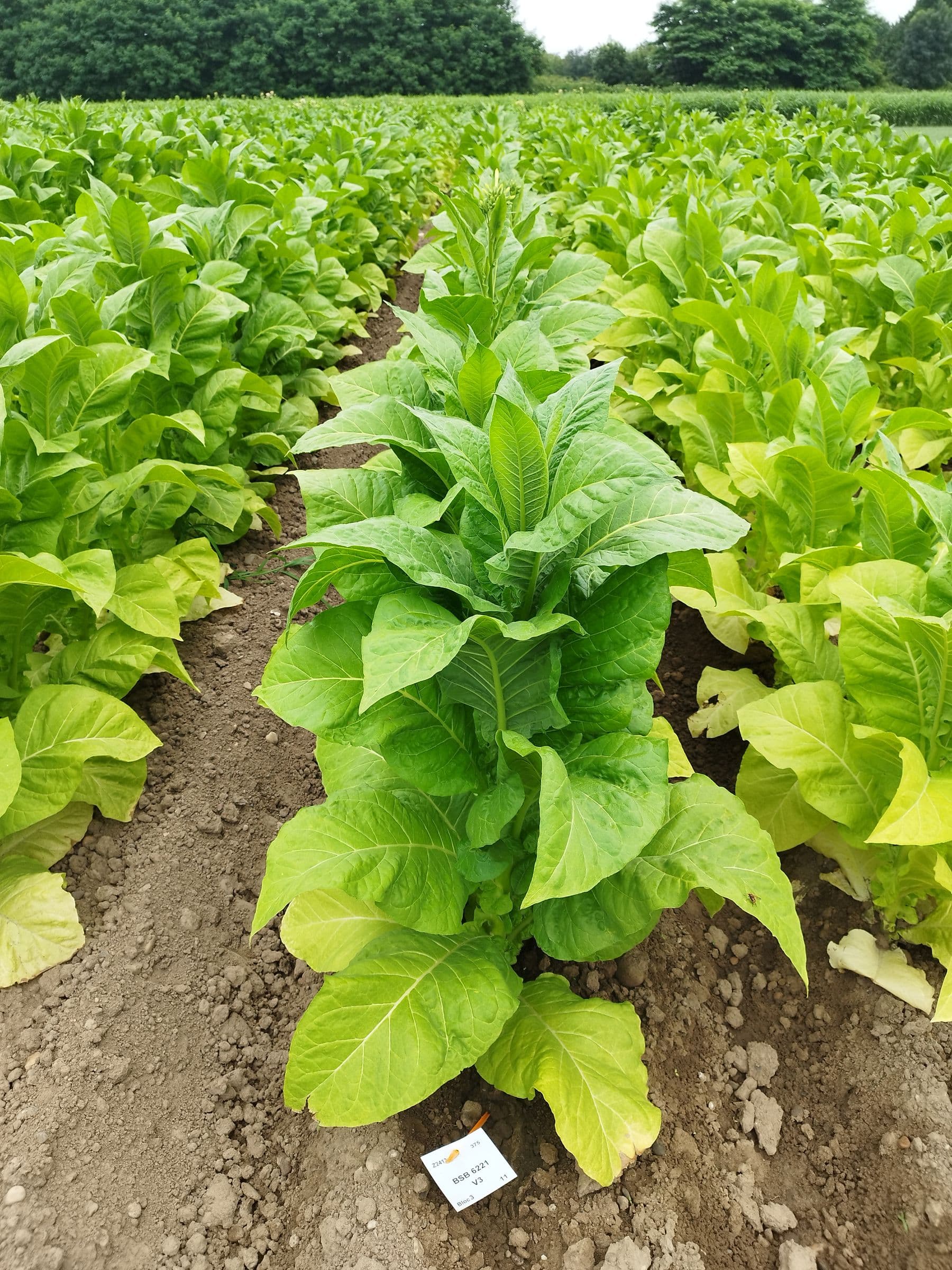 Plant de tabac de la variété BSB 6221