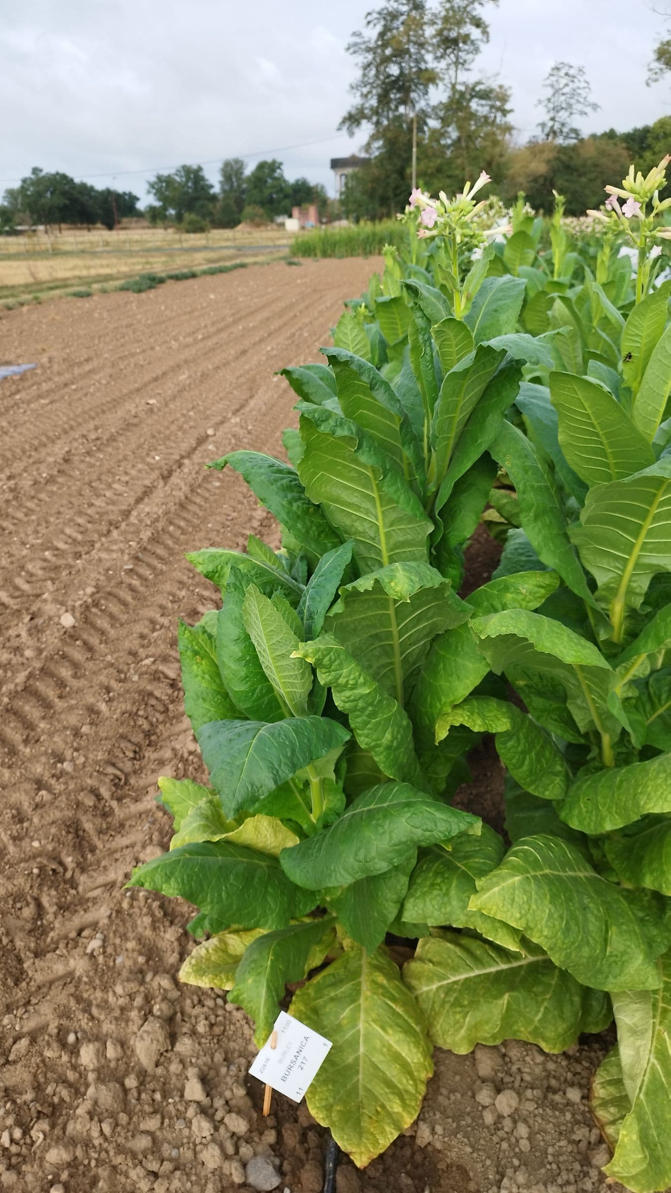 Plant de tabac de la variété Bursanica 217