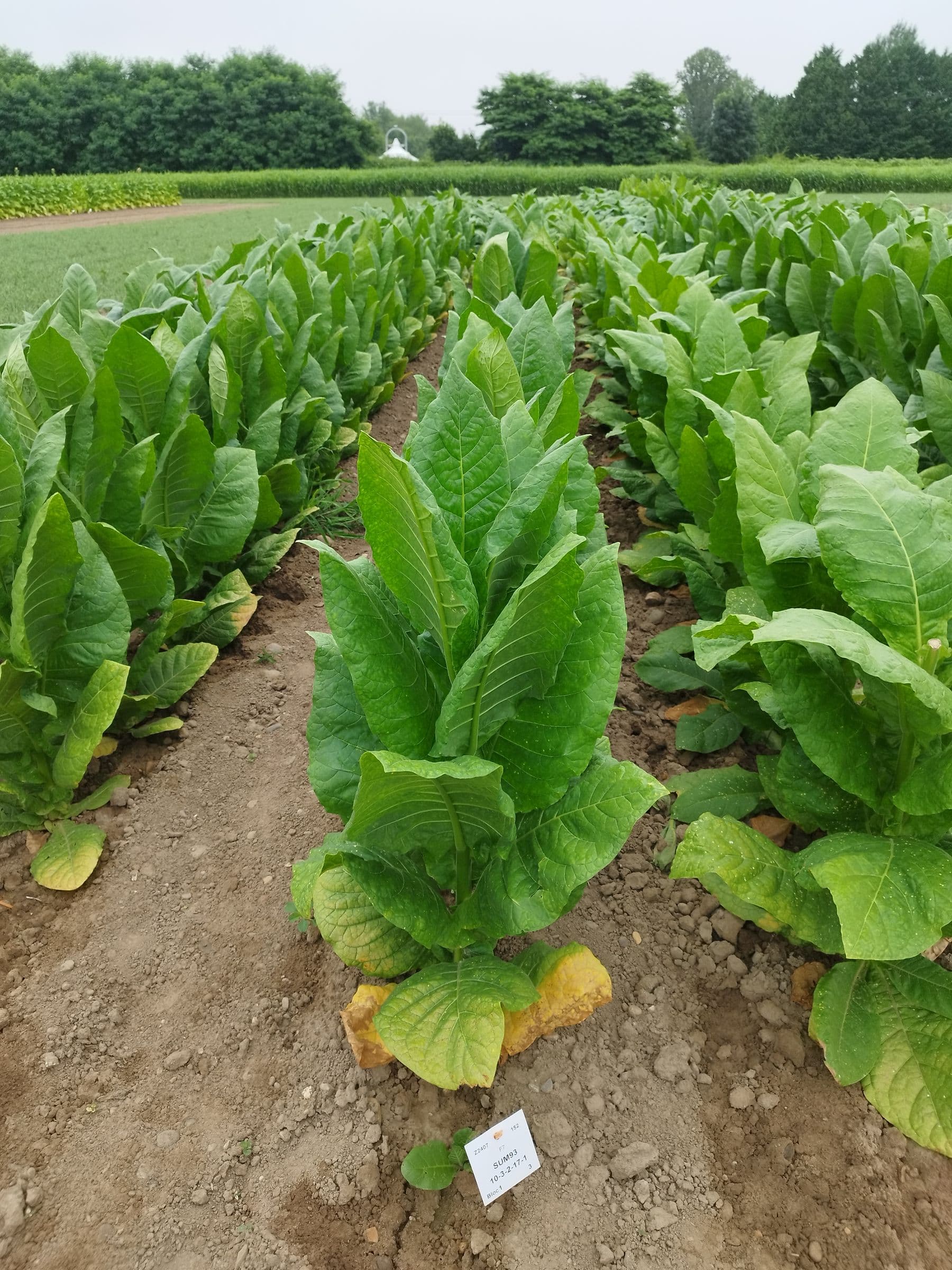 Plant de tabac de la variété Henri