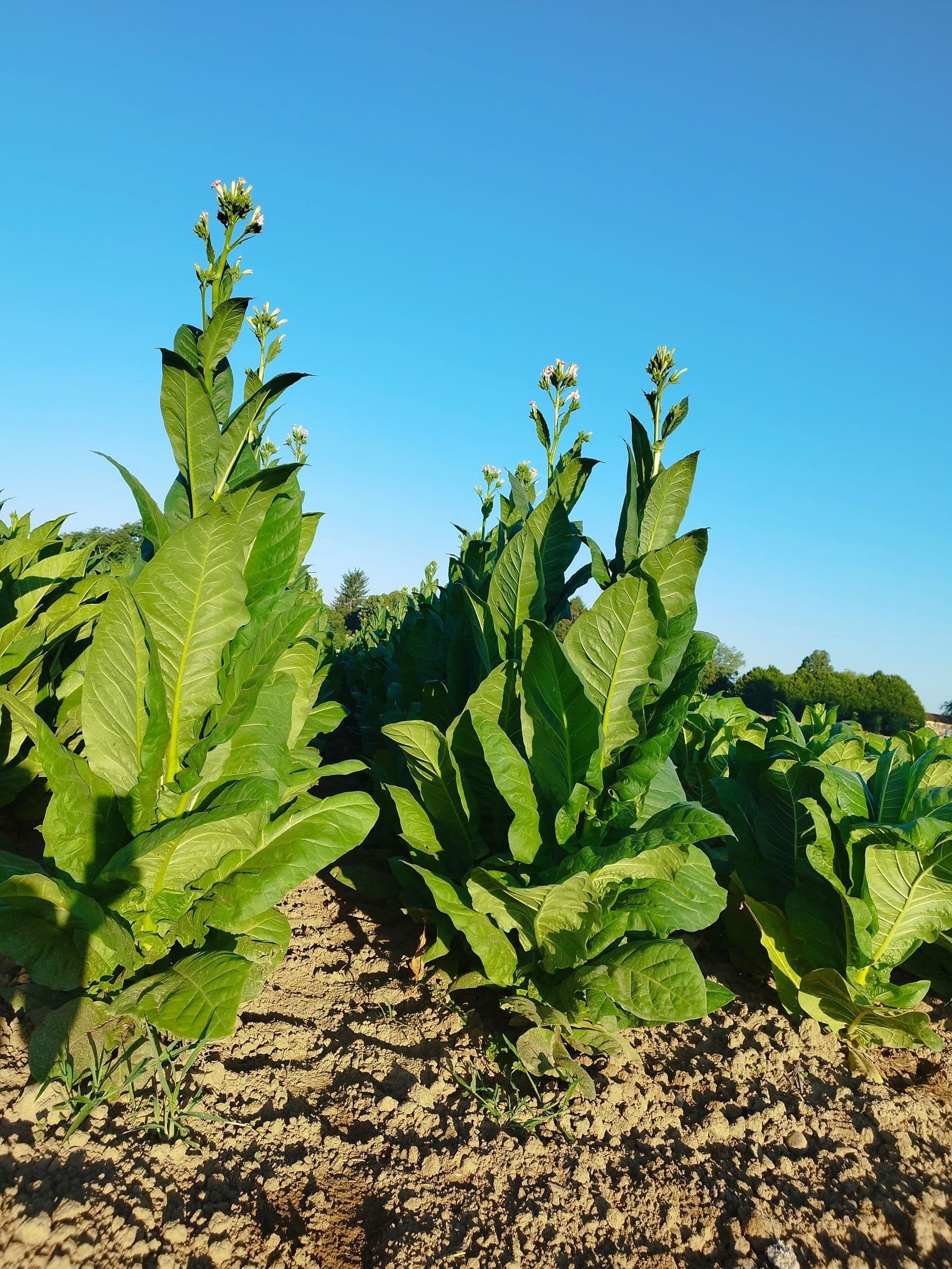 Plant de tabac de la variété ITB 1000