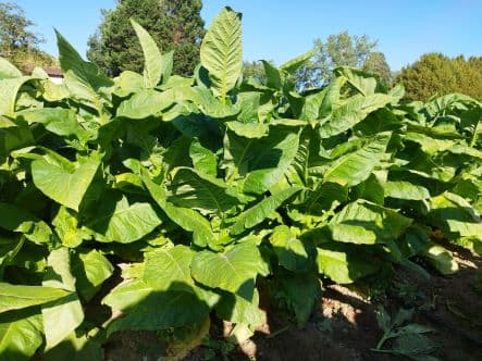 Plant de tabac de la variété ITB 1105