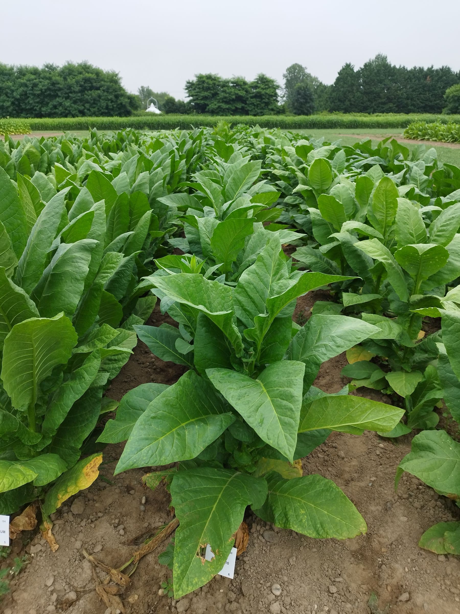 Plant de tabac de la variété ITB 16410