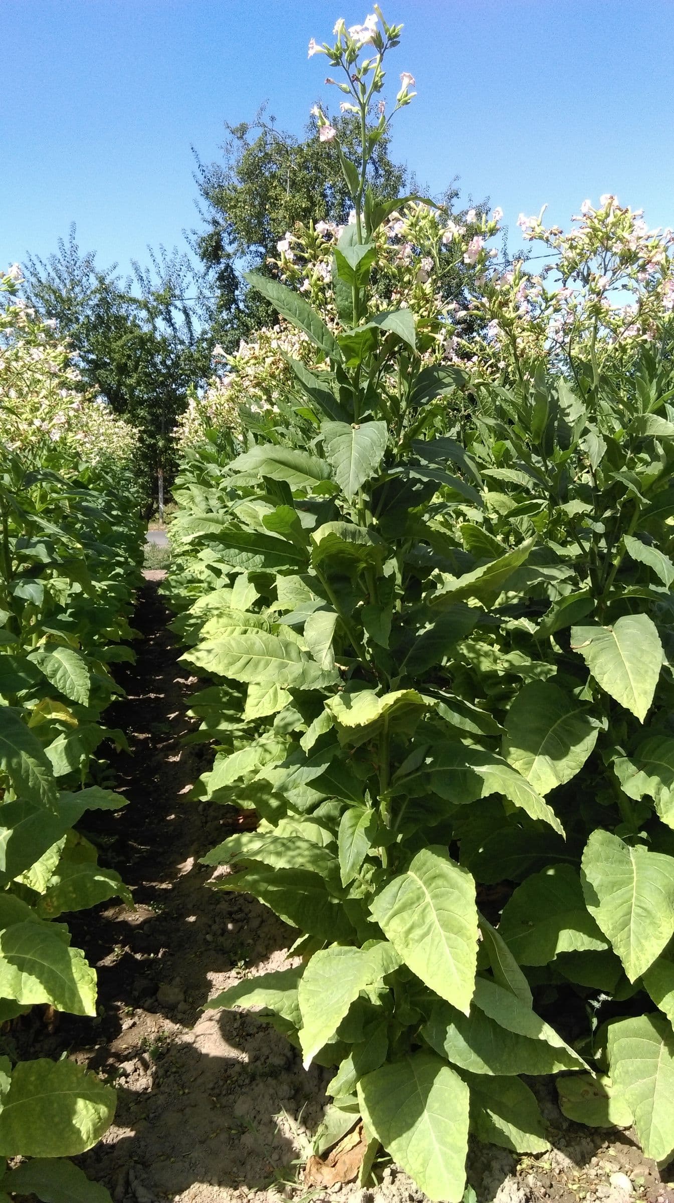 Plant de tabac de la variété ITB 181