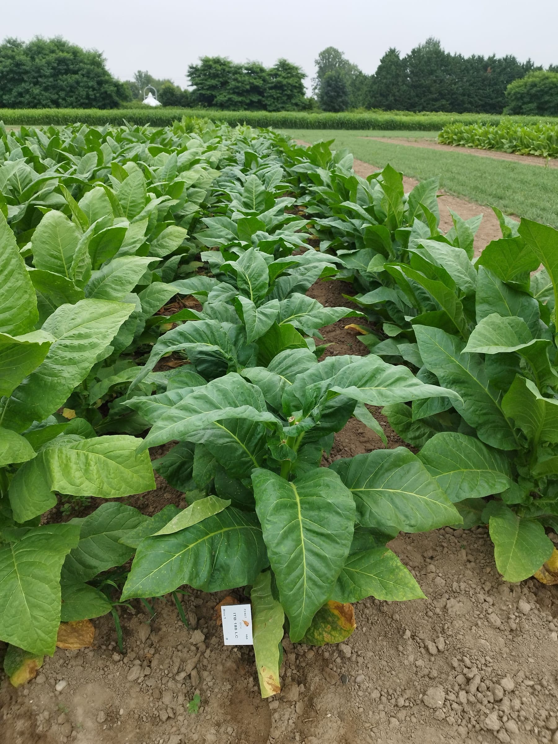 Plant de tabac de la variété ITB 188