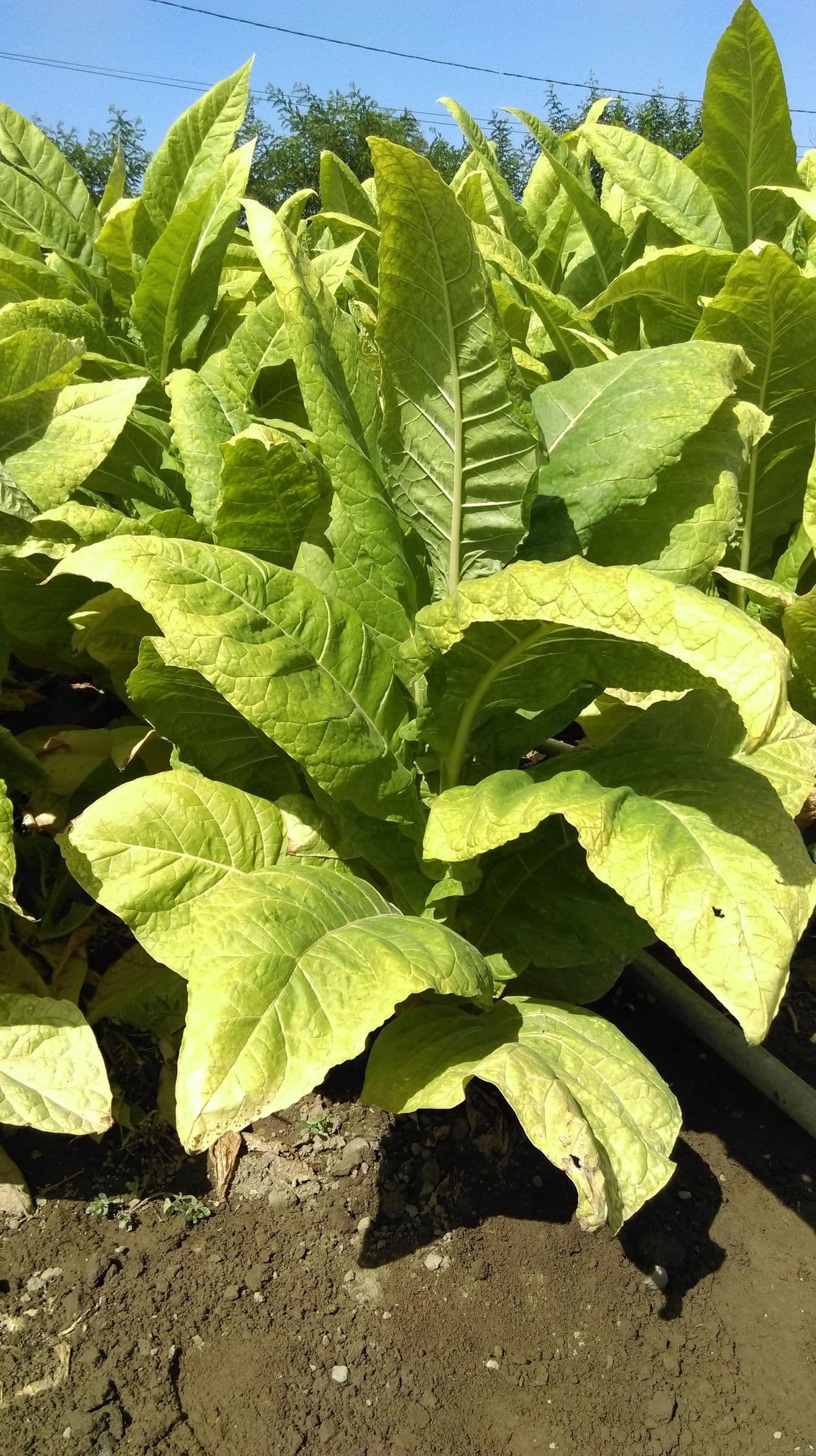 Plant de tabac de la variété ITB 221