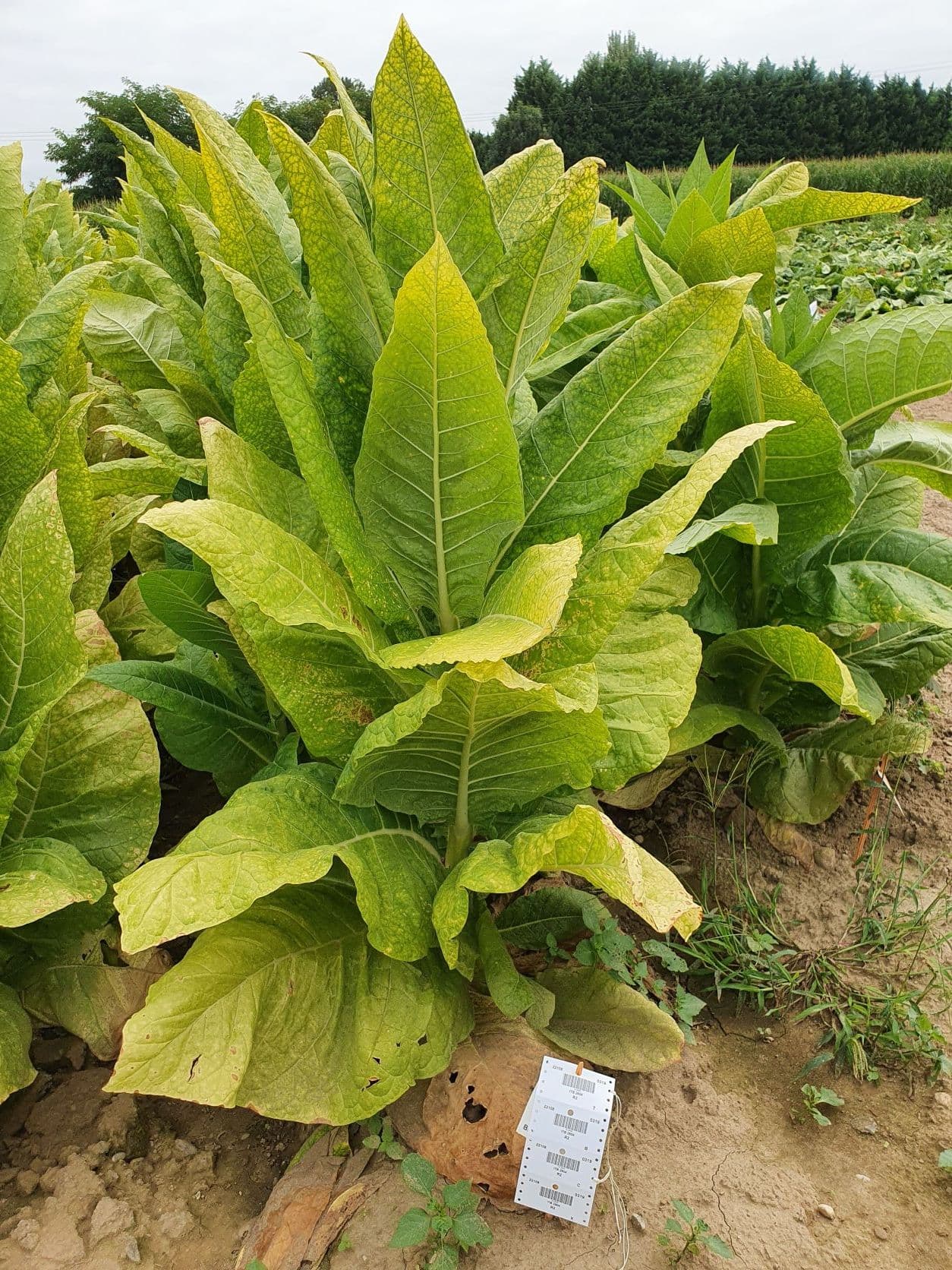 Plant de tabac de la variété ITB 2604