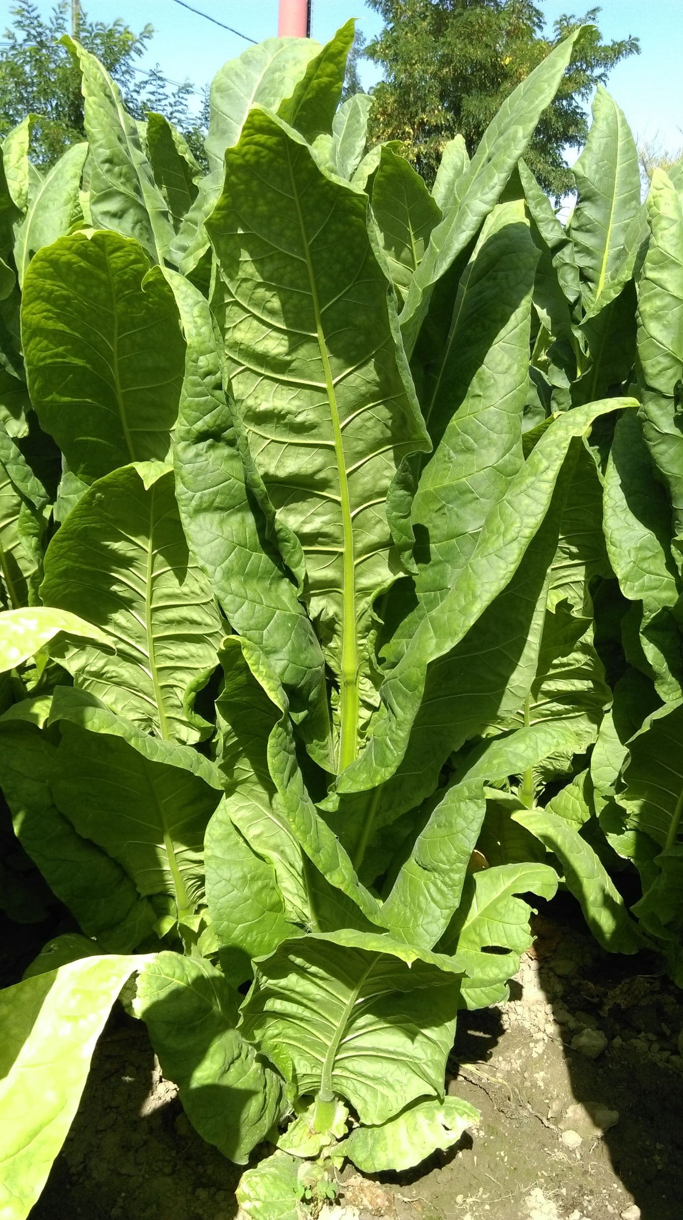 Plant de tabac de la variété ITB 420