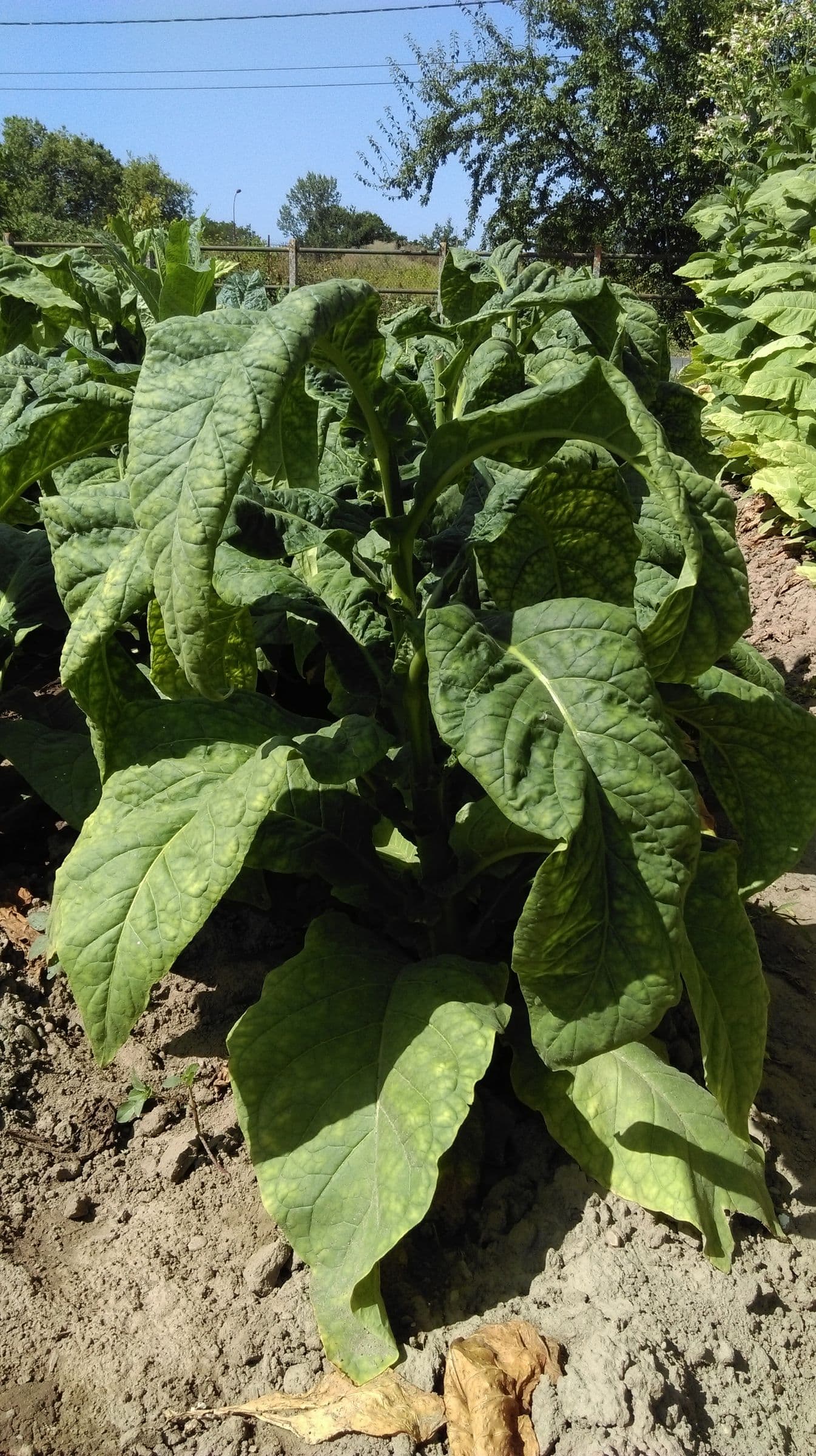 Plant de tabac de la variété ITB 446