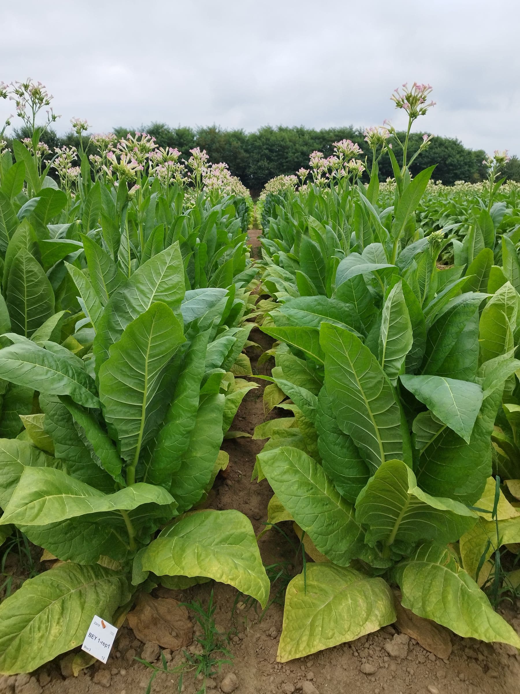 Plant de tabac de la variété ITB 501