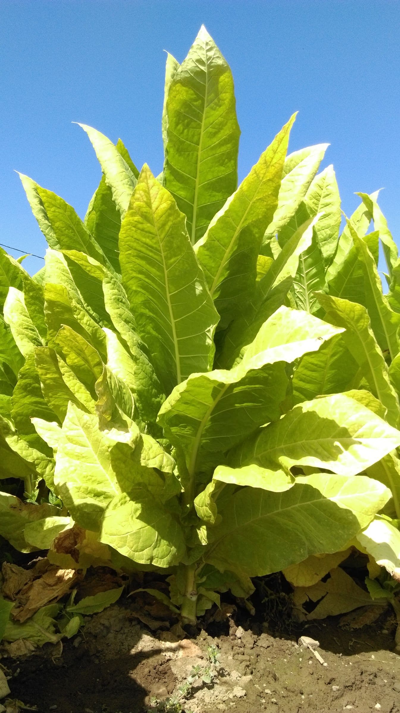 Plant de tabac de la variété ITB 5107