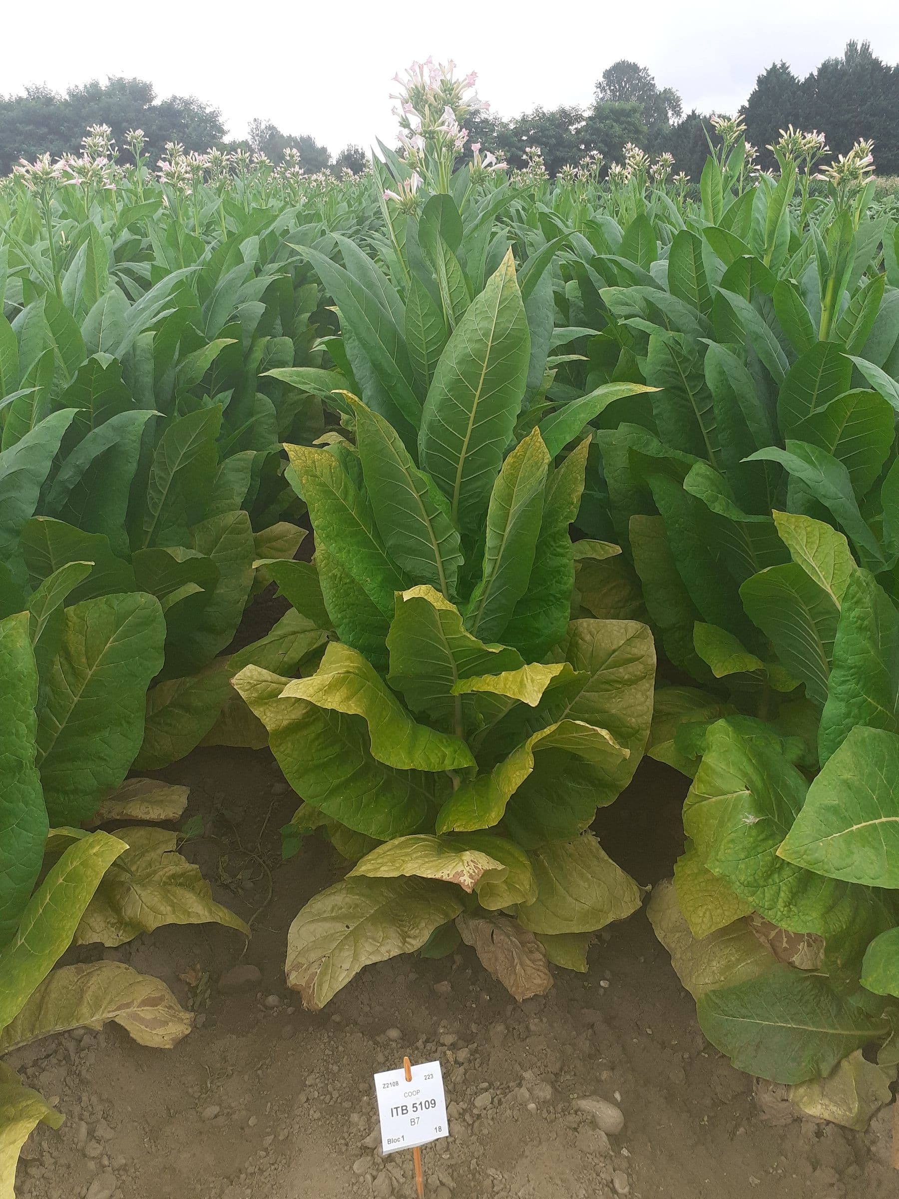 Plant de tabac de la variété ITB 5109