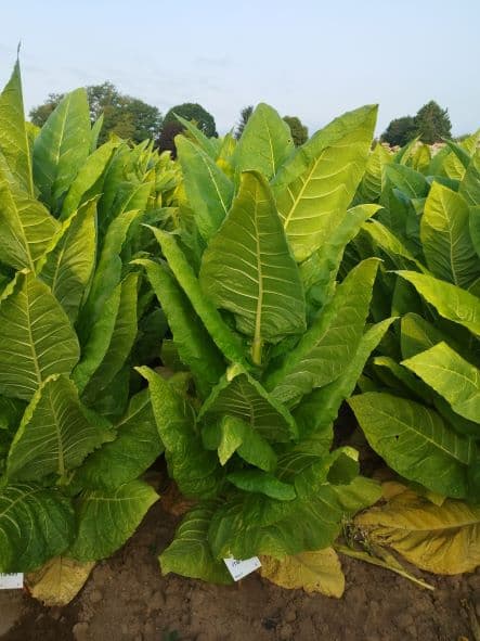 Plant de tabac de la variété ITB 5115