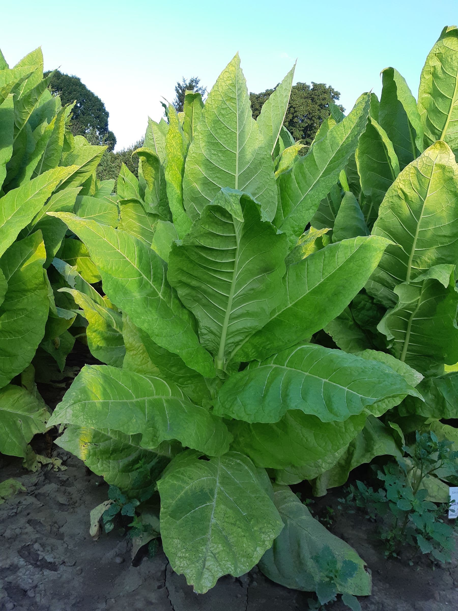 Plant de tabac de la variété ITB 5118