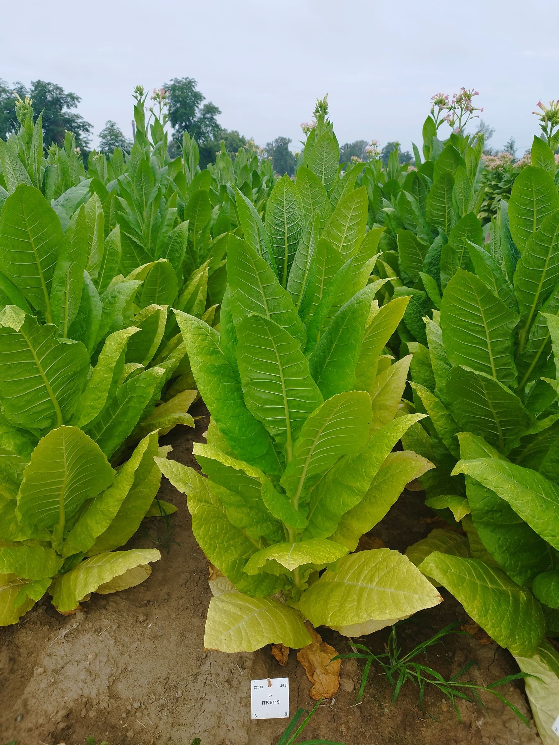 Plant de tabac de la variété ITB 5119