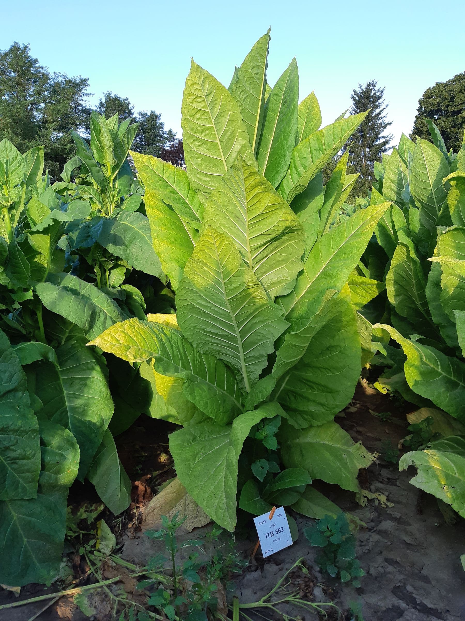 Plant de tabac de la variété ITB 562