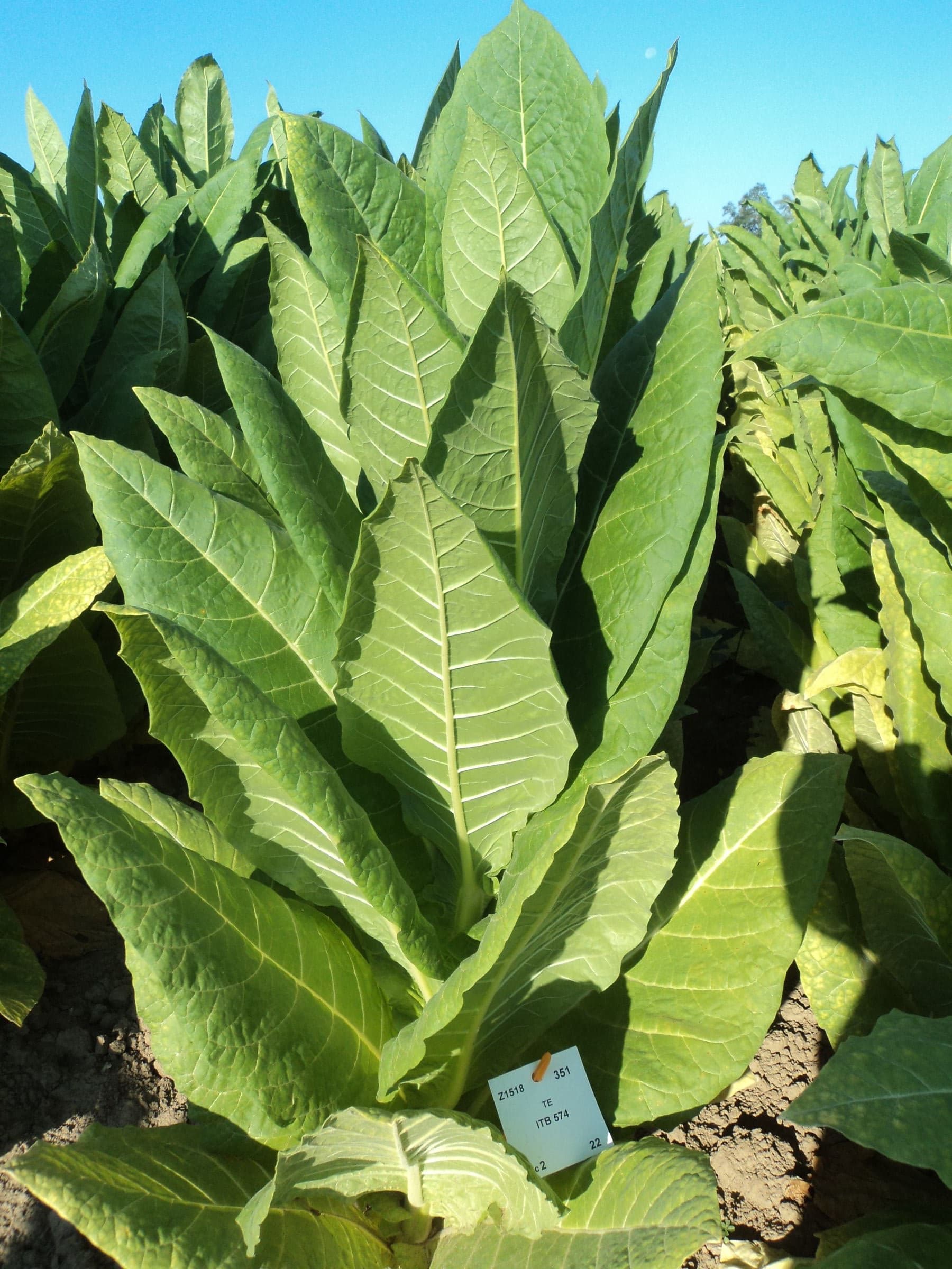Plant de tabac de la variété ITB 574