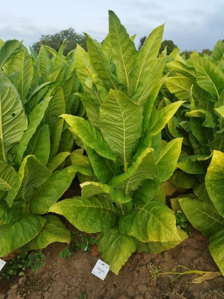 Plant de tabac de la variété ITB 593