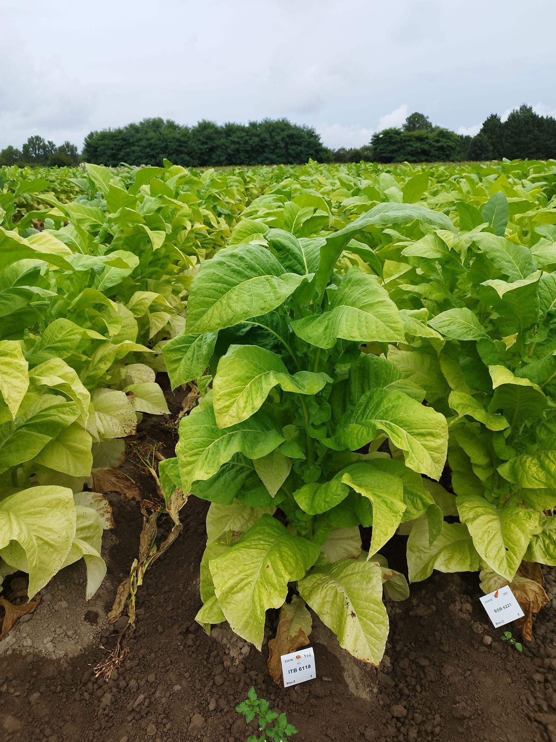 Plant de tabac de la variété ITB 6118